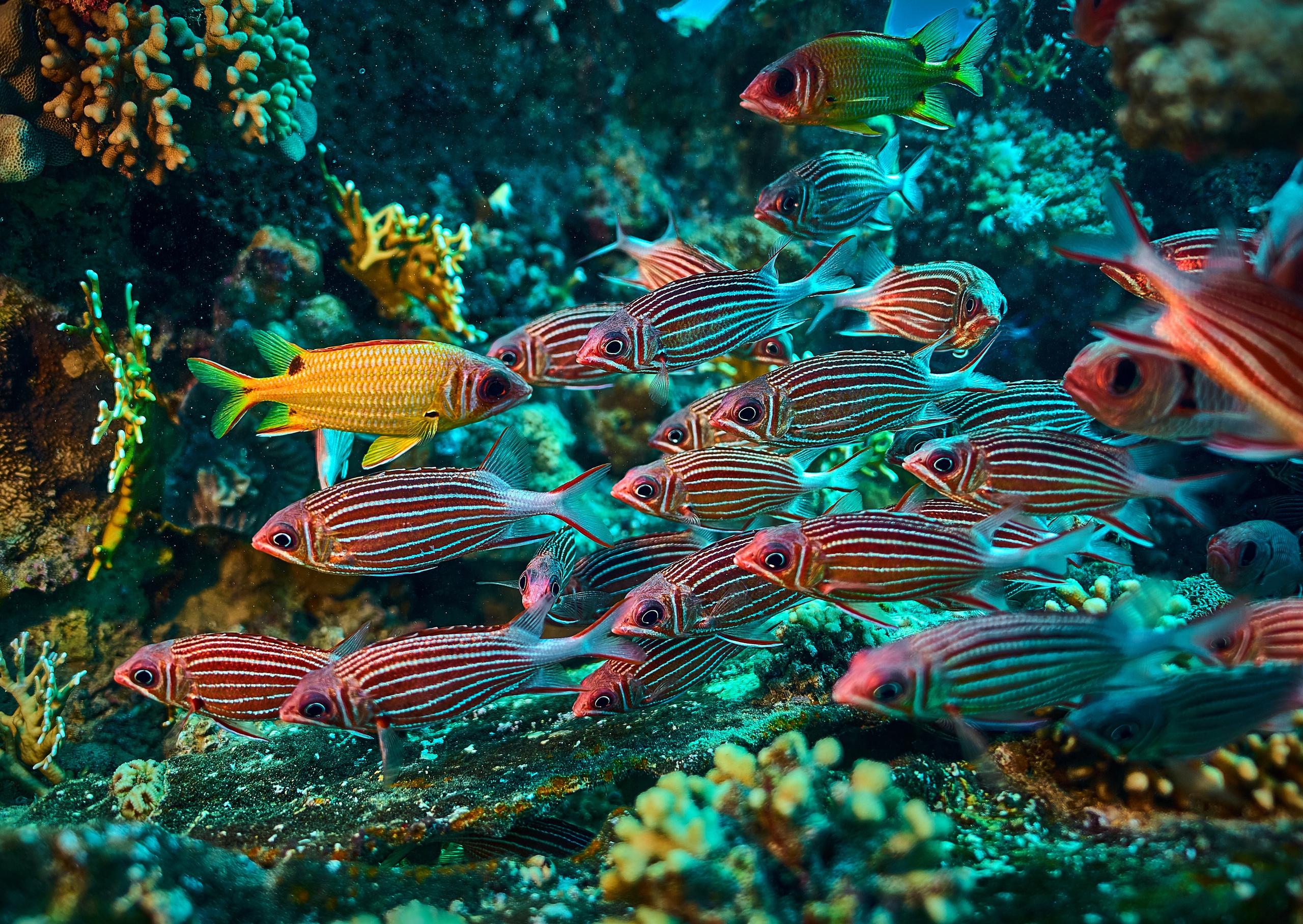 Mieszkańcy mórz. Andriej Szypilow — Photography & Videography