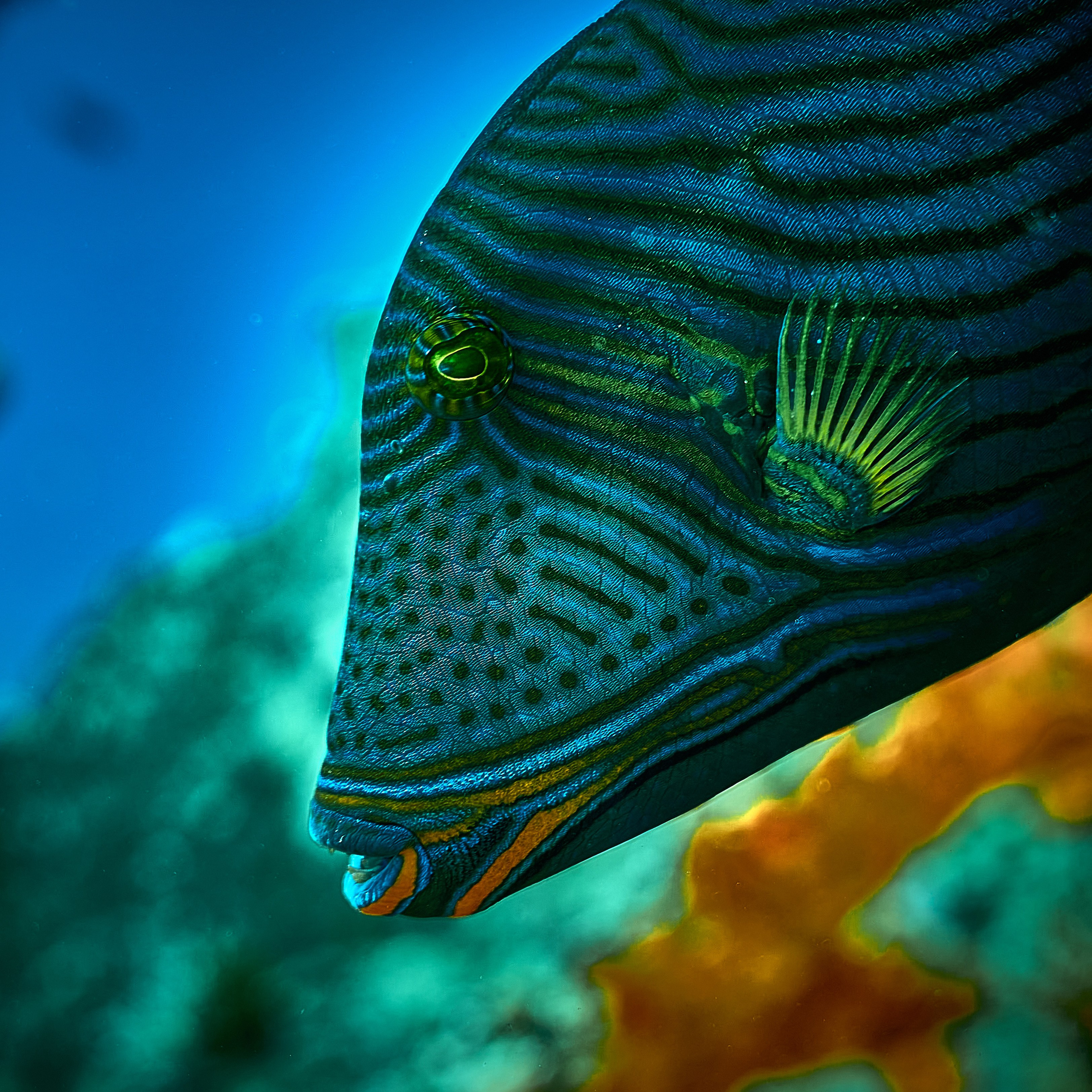 Mieszkańcy mórz. Andriej Szypilow — Photography & Videography