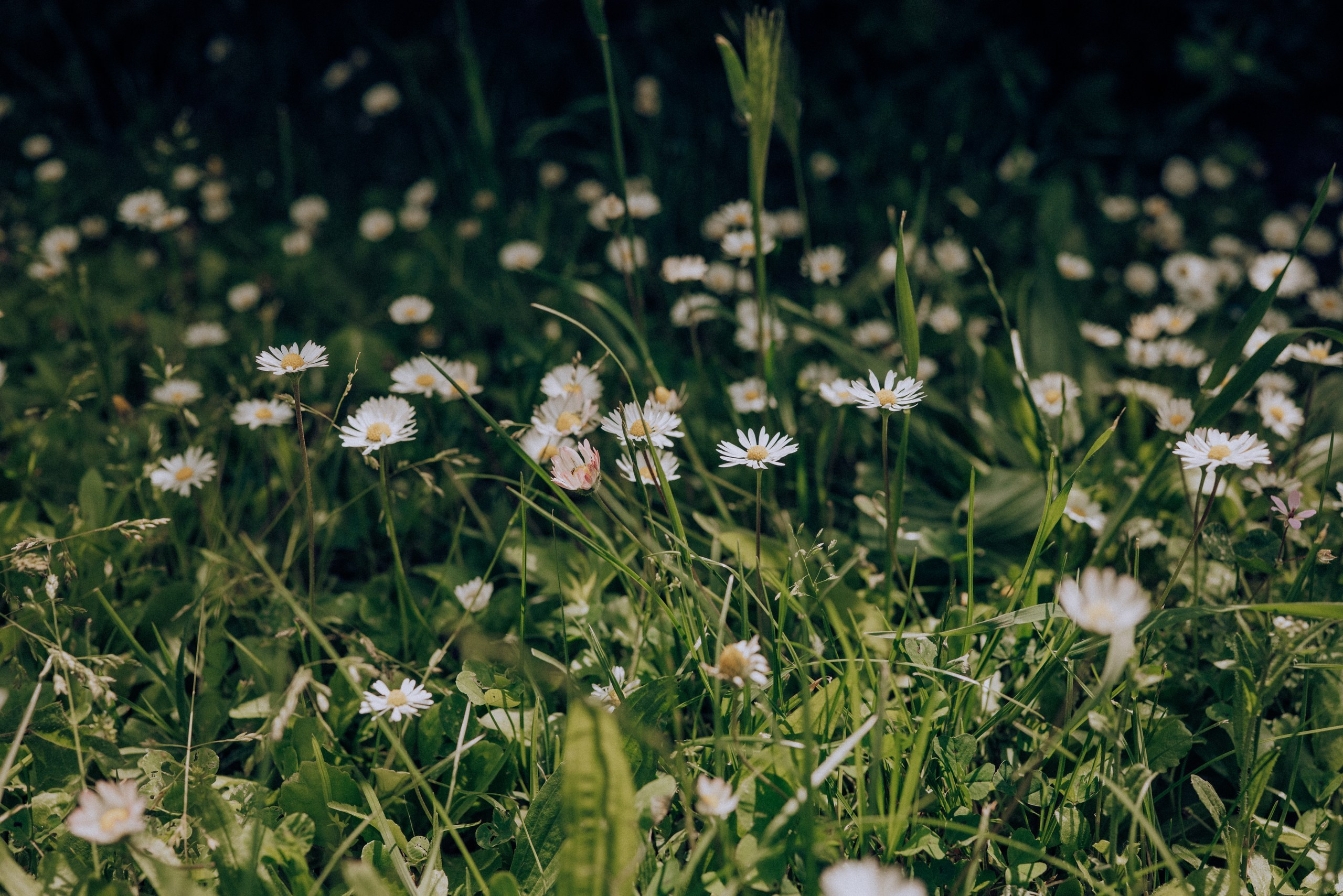 M.G.E. Семейный фотограф. Сербия. Нови-Сад. Белград