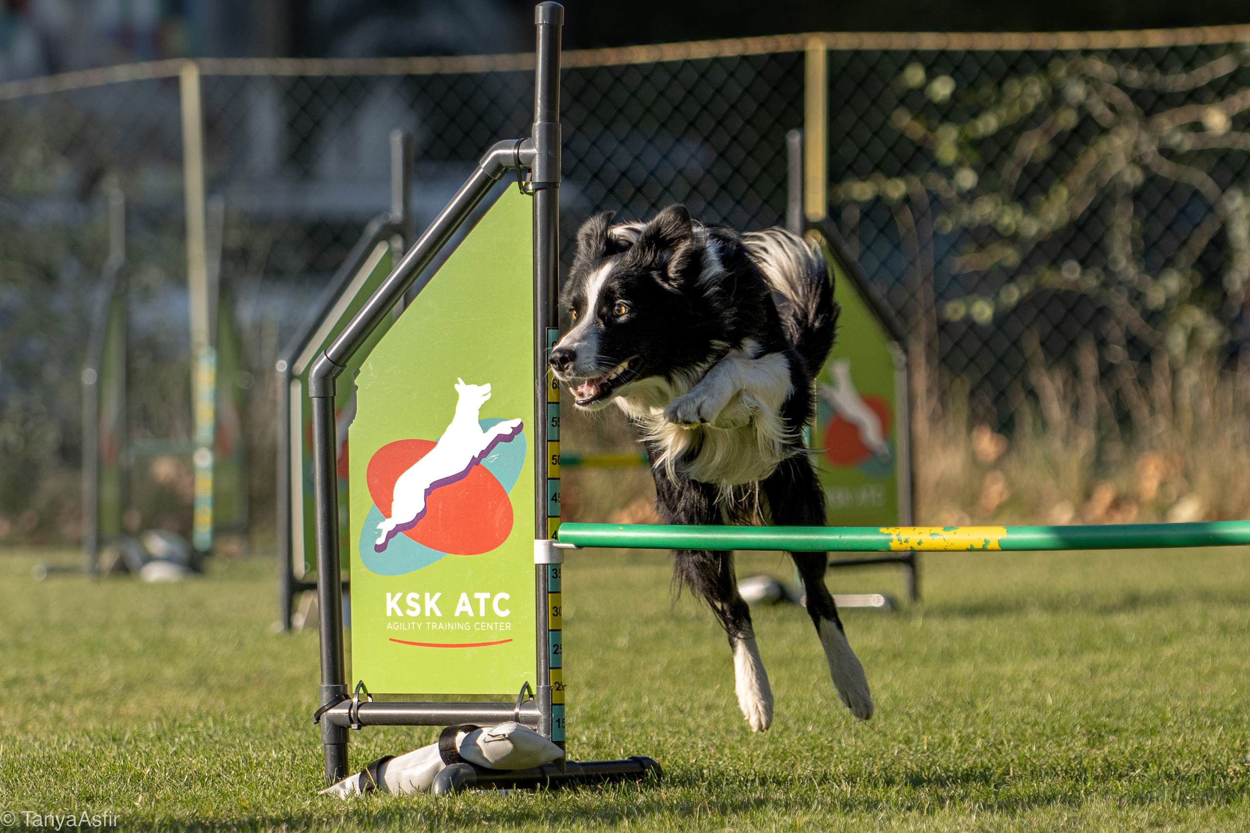 Professional dog photography: agility, frisbee, obedience, IGP. Tanya Asfir — Pet & Animal Photographer | Belgrade, Serbia
