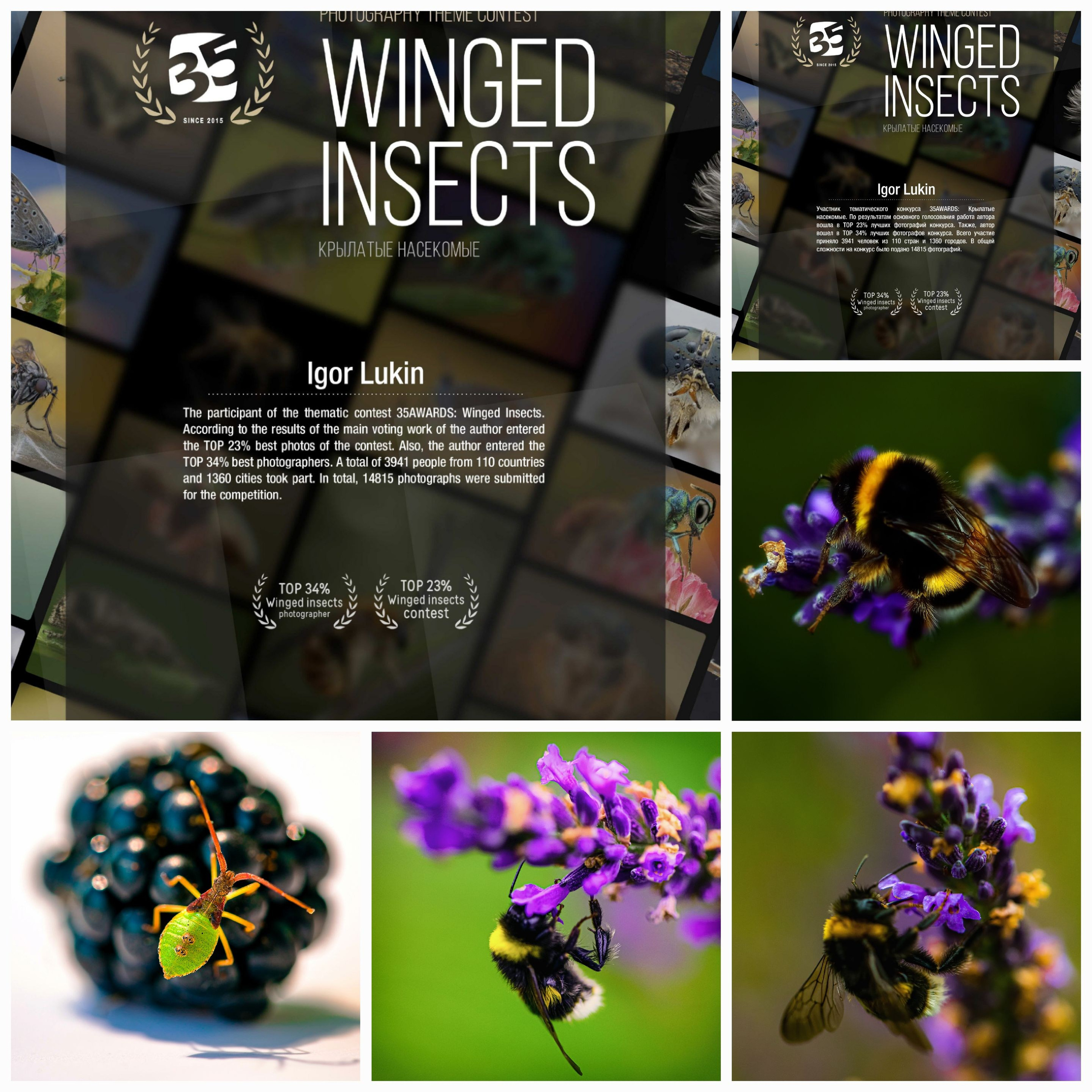 КРЫЛАТЫЕ НАСЕКОМЫЕ. LUKIN IGOR Photography