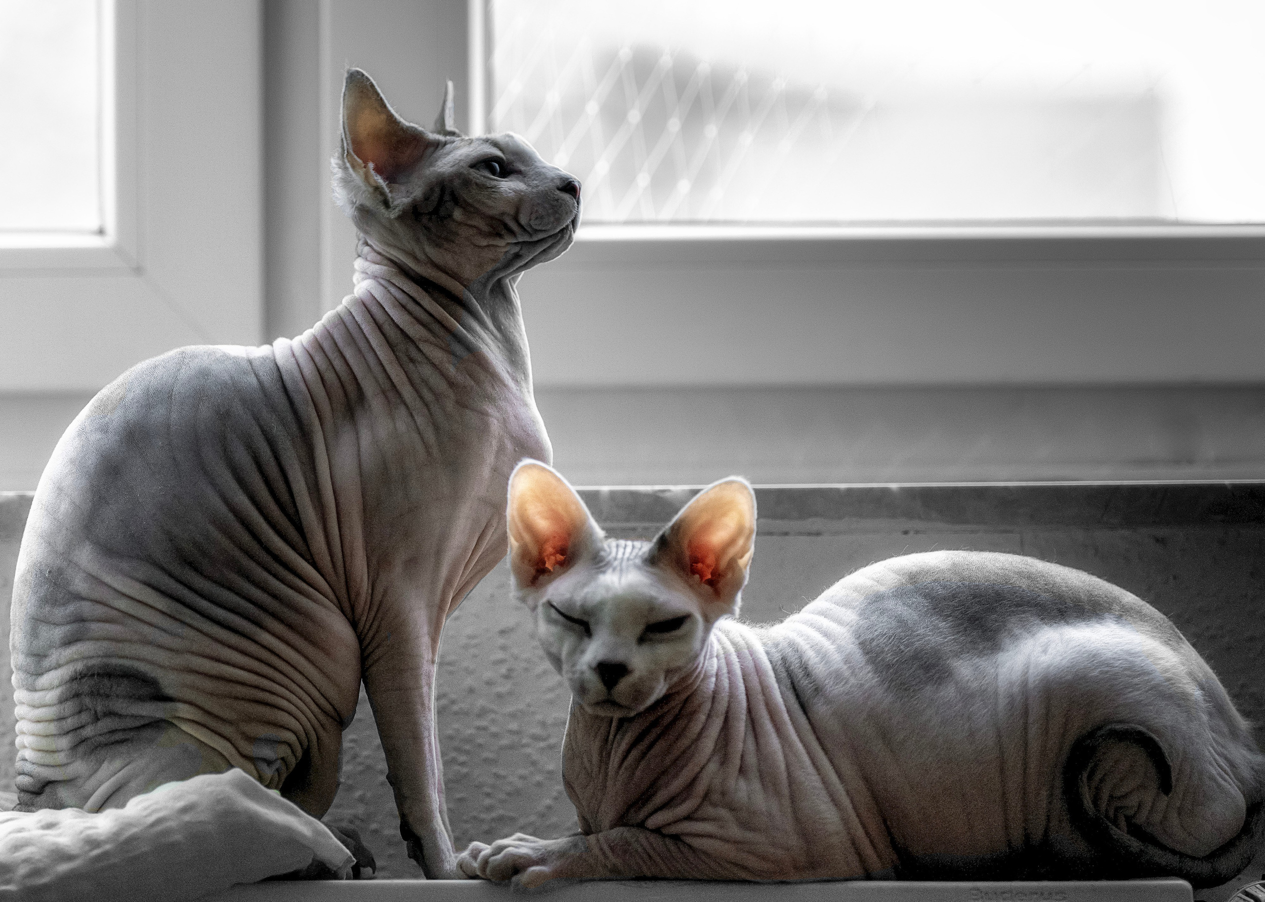 Katzen. LUKIN IGOR Photography