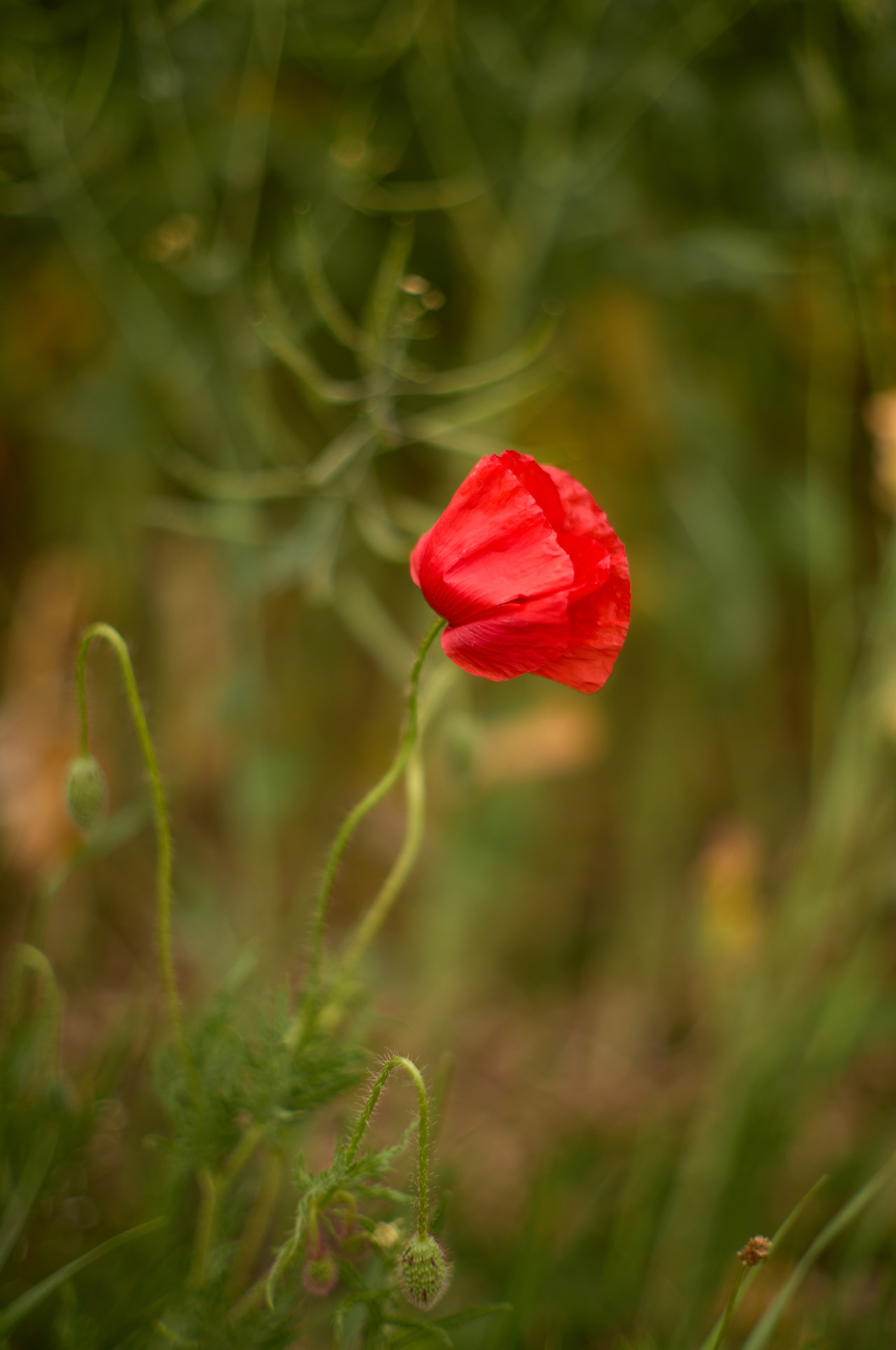 Природа. Photographer Нелли Биева