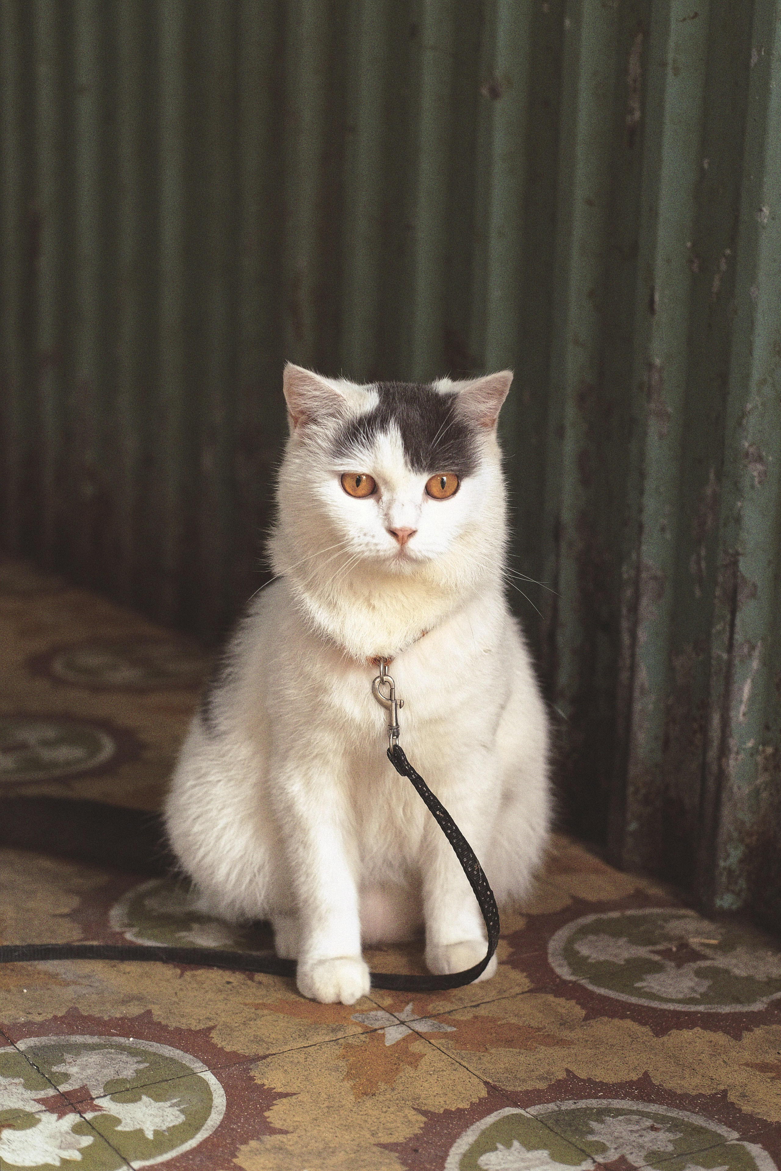 Vietnam Cat