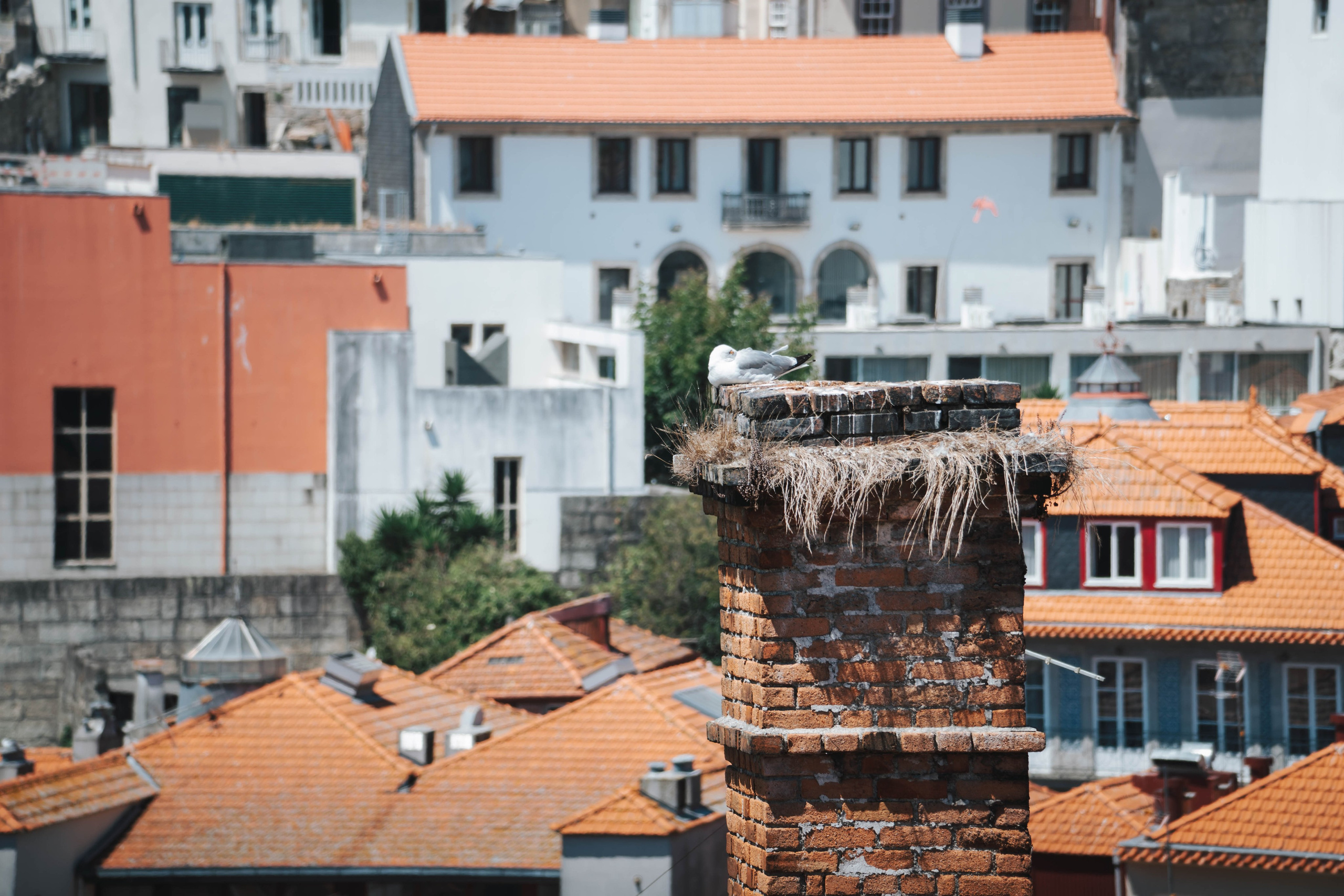 Porto, Agosto 2024. Alba del Norte Studio