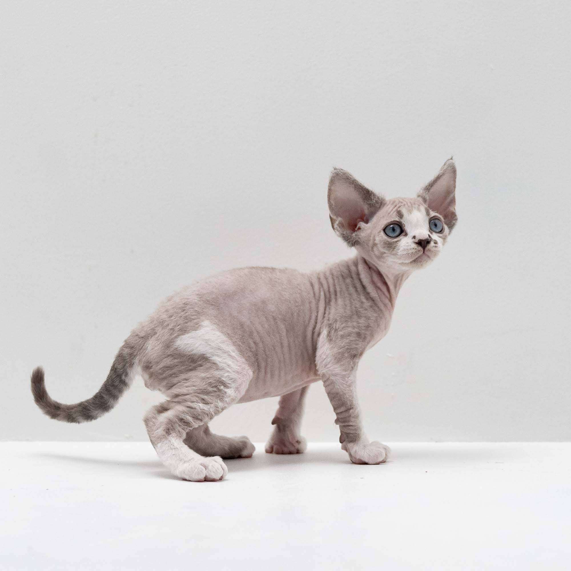 Frank, boy, born on 01.01.25. Devon Rex Pixie Cattery