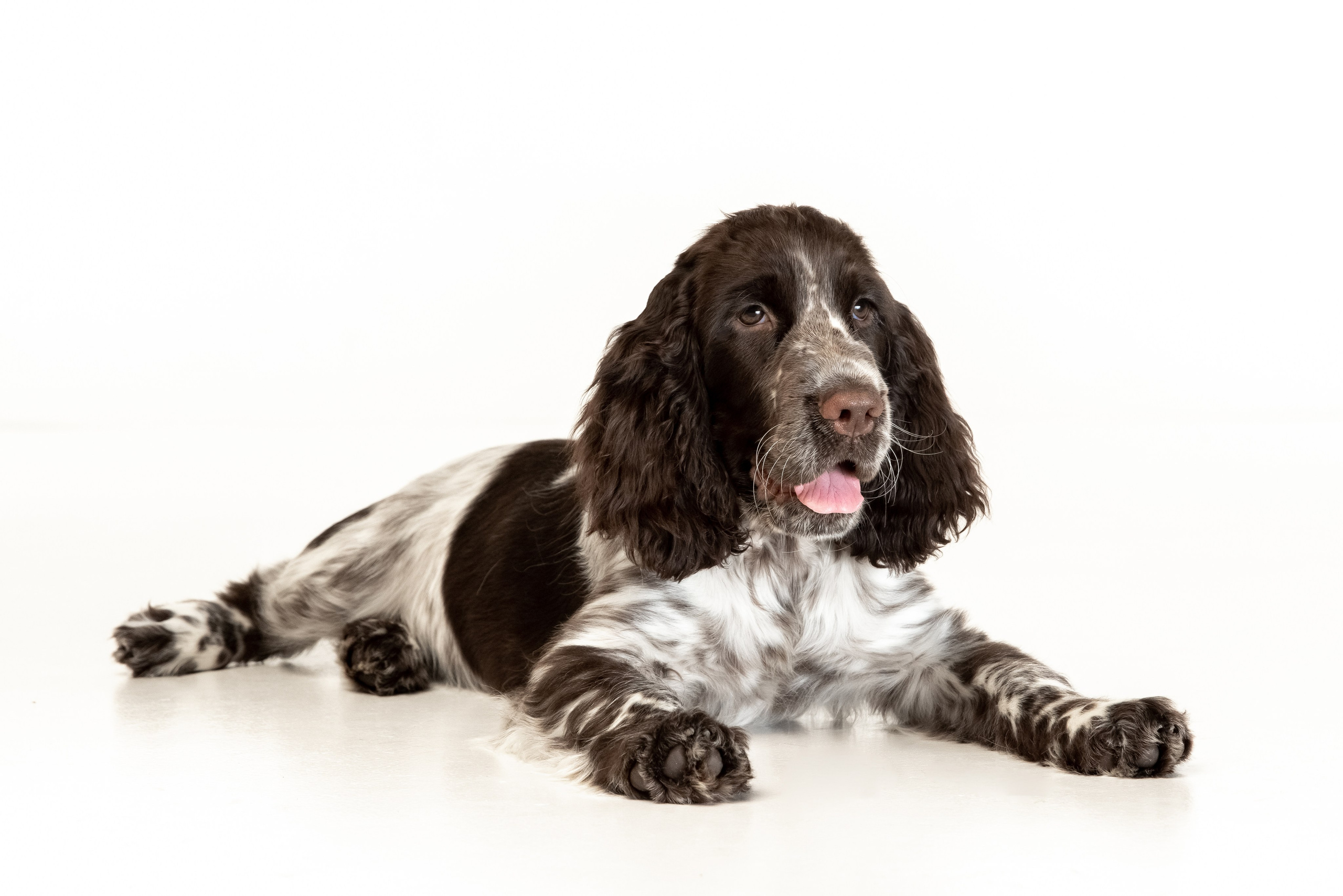 Our Female | International English Springer Spaniel Show Kennel. Website of the titled stud dog of the Springer Spaniel breed