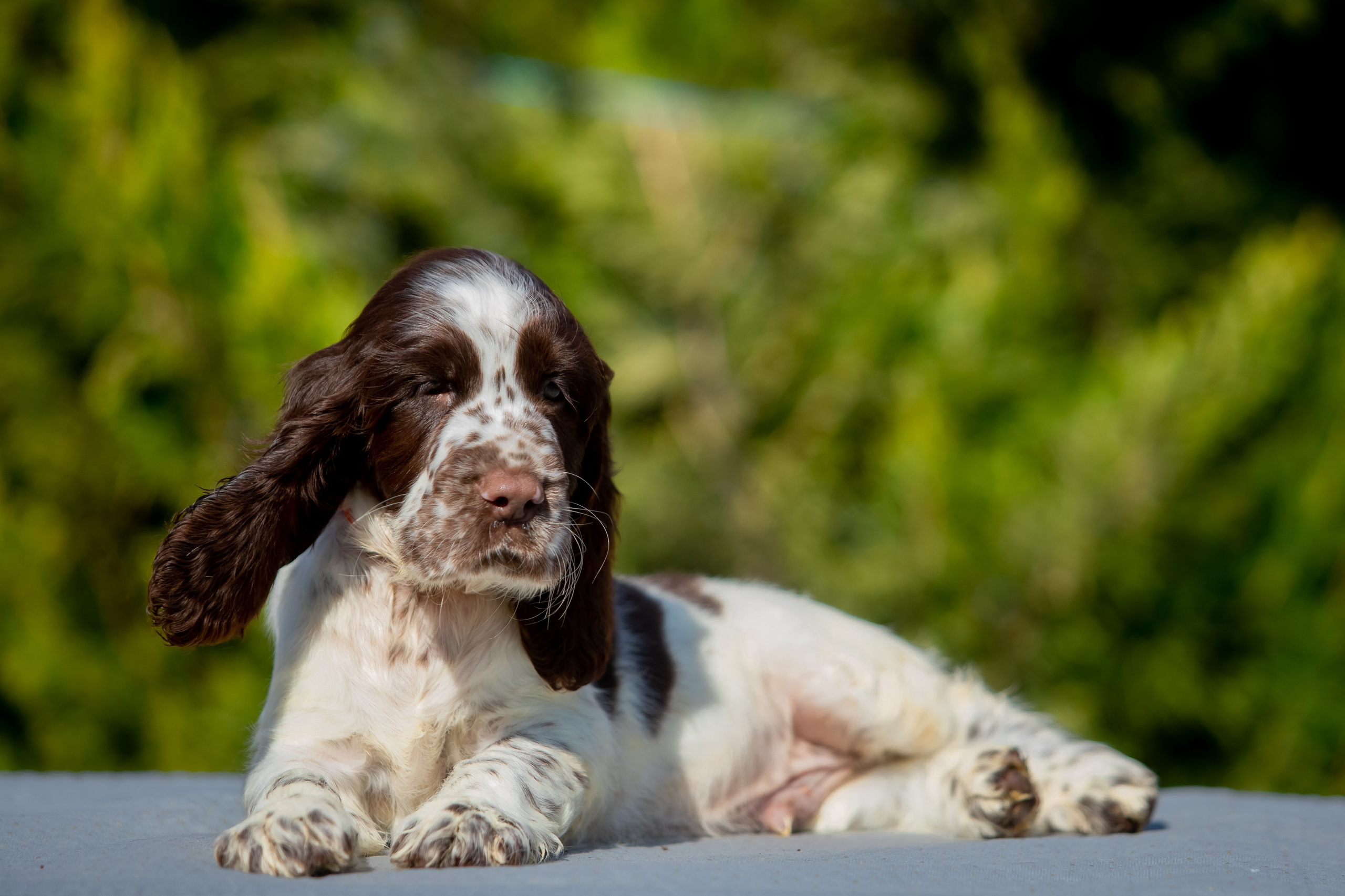 Male — Orange collar 🧡. Website of the titled stud dog of the Springer Spaniel breed