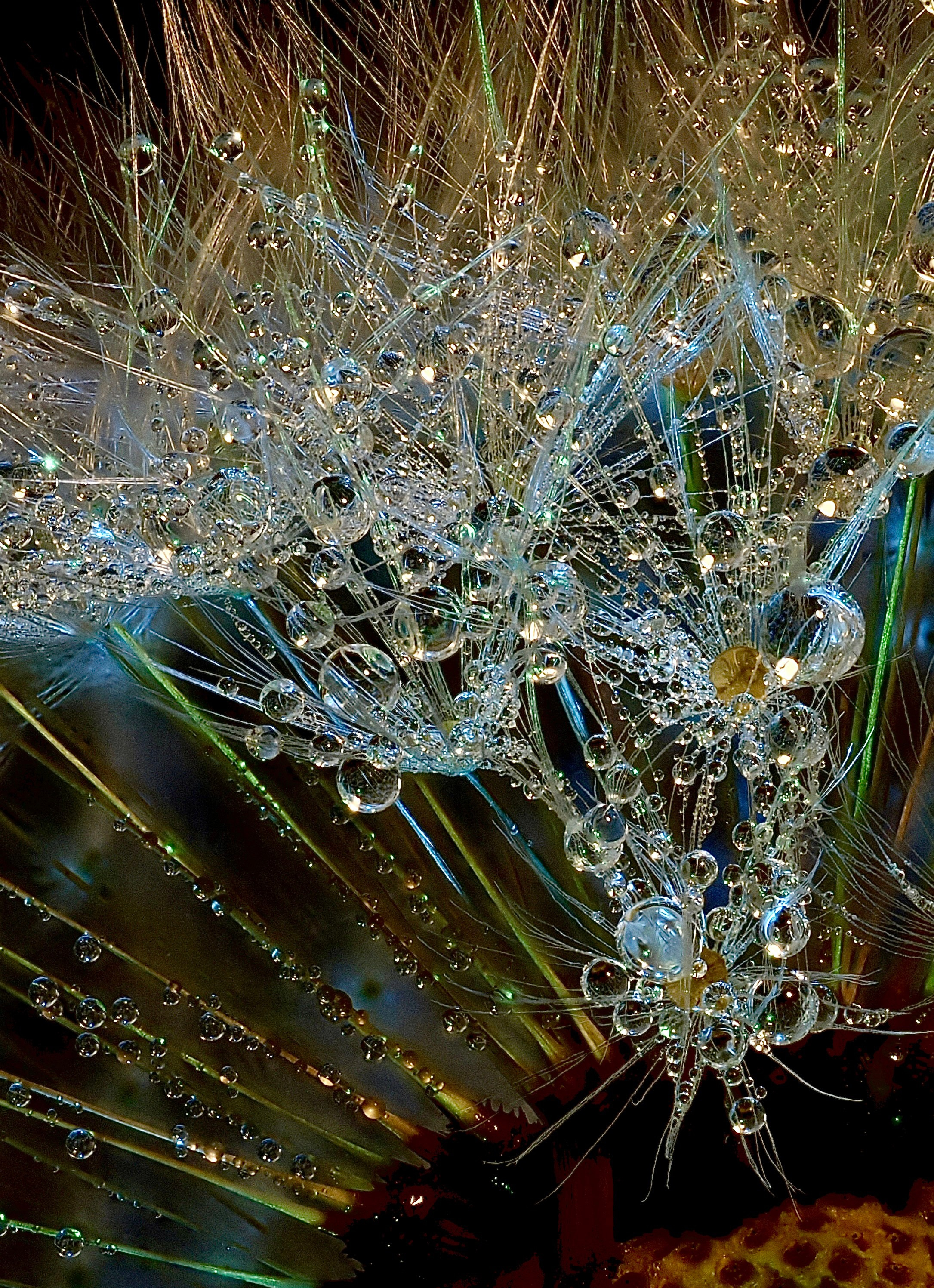 Portfolio. Bev bingham macro photographic artist