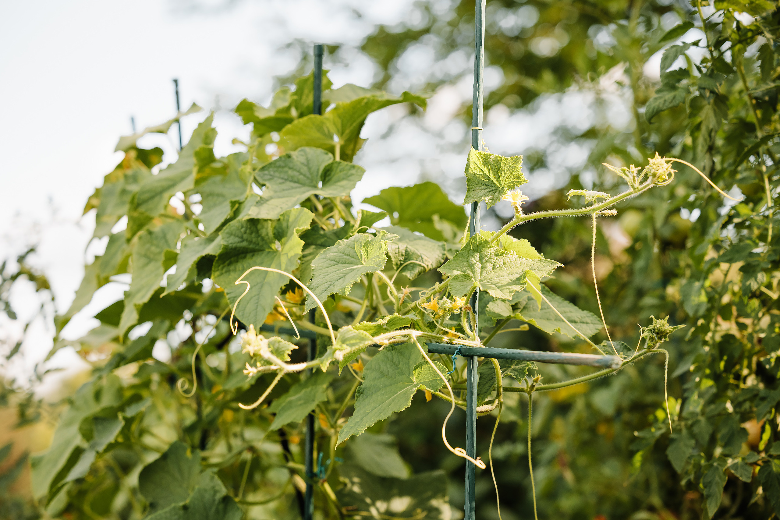 08.30.2023 Birthday Party. Wedding family event photographer in Chicago Nick Yushevich