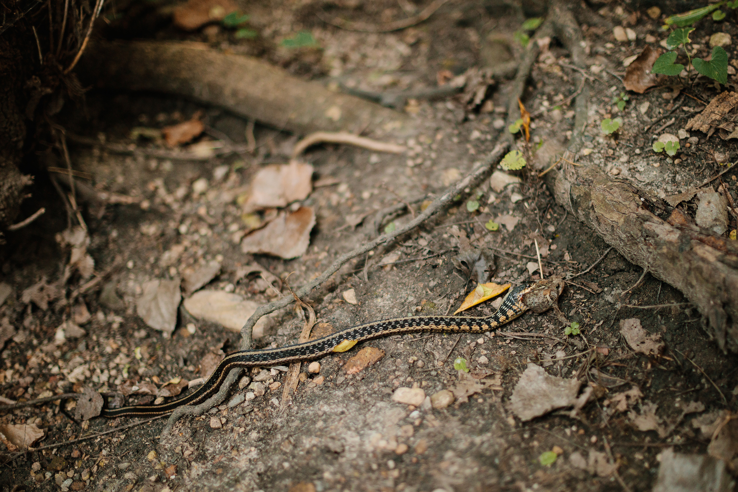 08.19.23 Family Photoshoot. Wedding family event photographer in Chicago Nick Yushevich