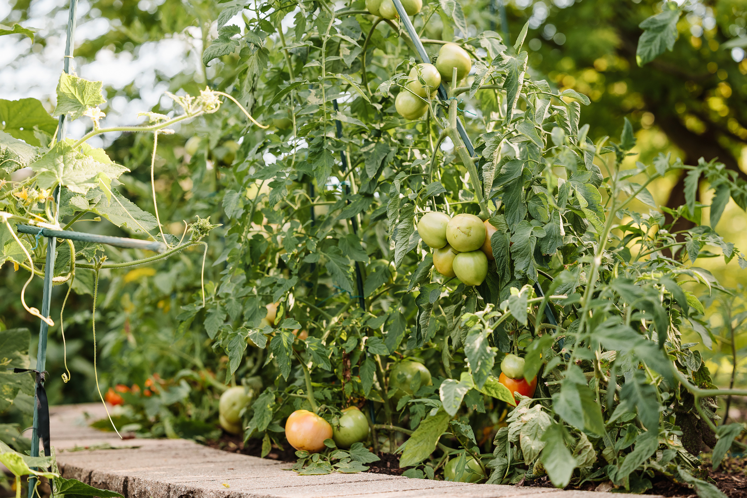 08.30.2023 Birthday Party. Wedding family event photographer in Chicago Nick Yushevich