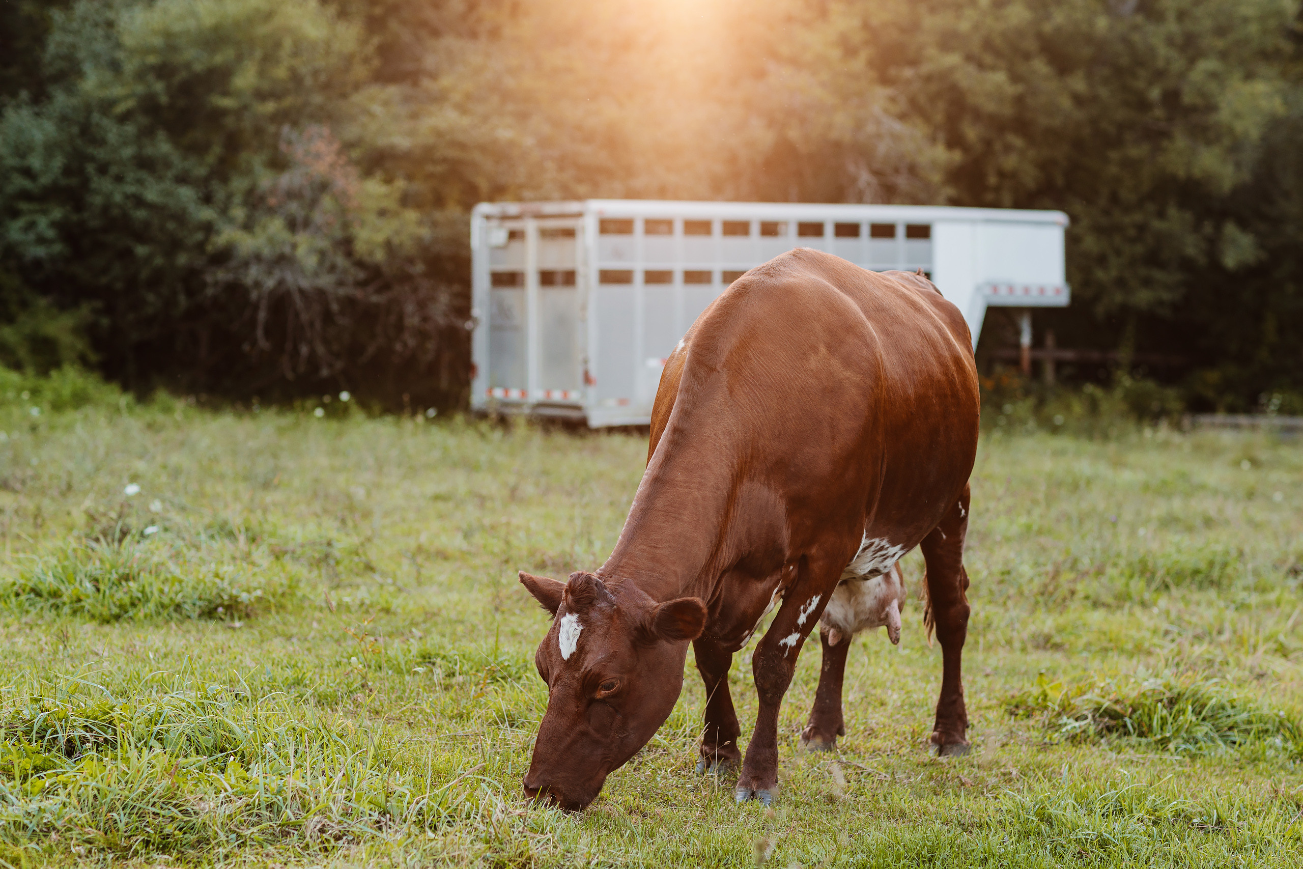 08.19.23 Family Photoshoot. Wedding family event photographer in Chicago Nick Yushevich