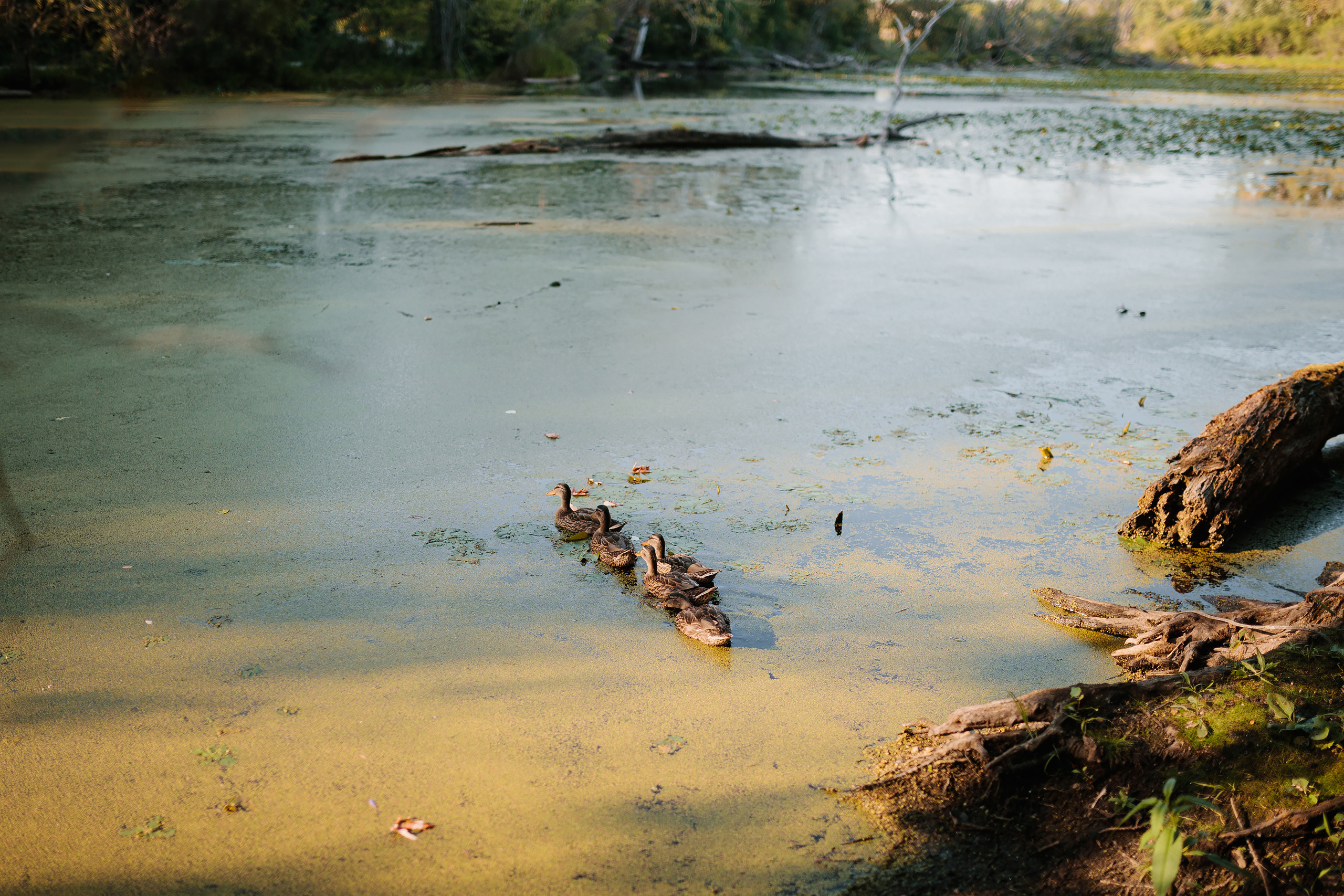 08.19.23 Family Photoshoot. Wedding family event photographer in Chicago Nick Yushevich