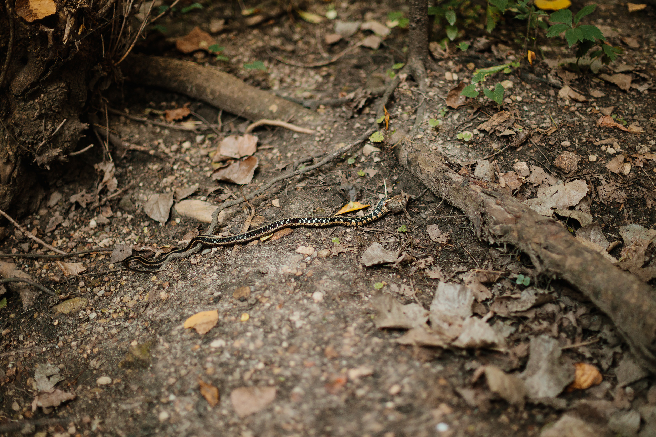 08.19.23 Family Photoshoot. Wedding family event photographer in Chicago Nick Yushevich
