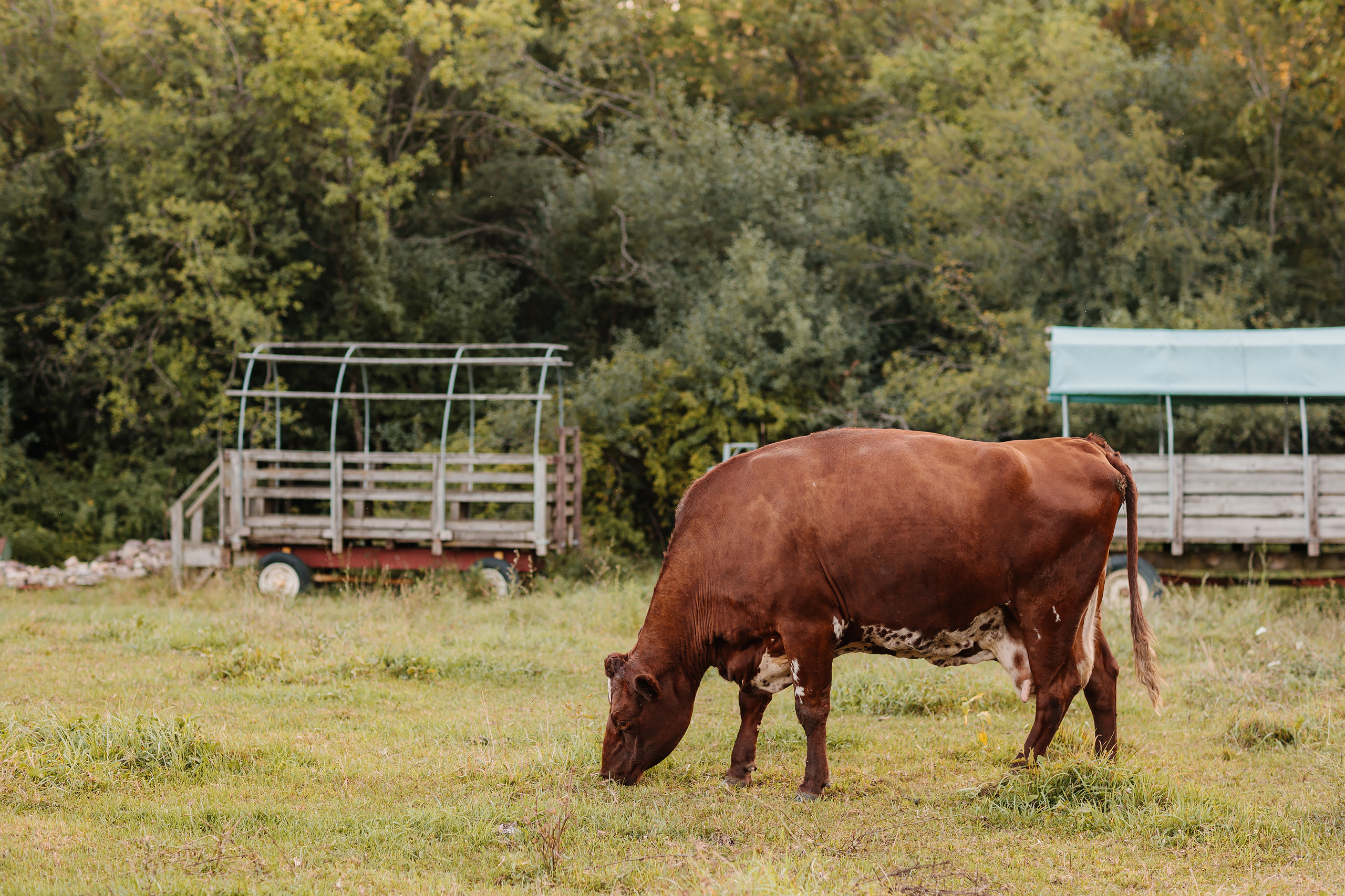 08.19.23 Family Photoshoot. Wedding family event photographer in Chicago Nick Yushevich