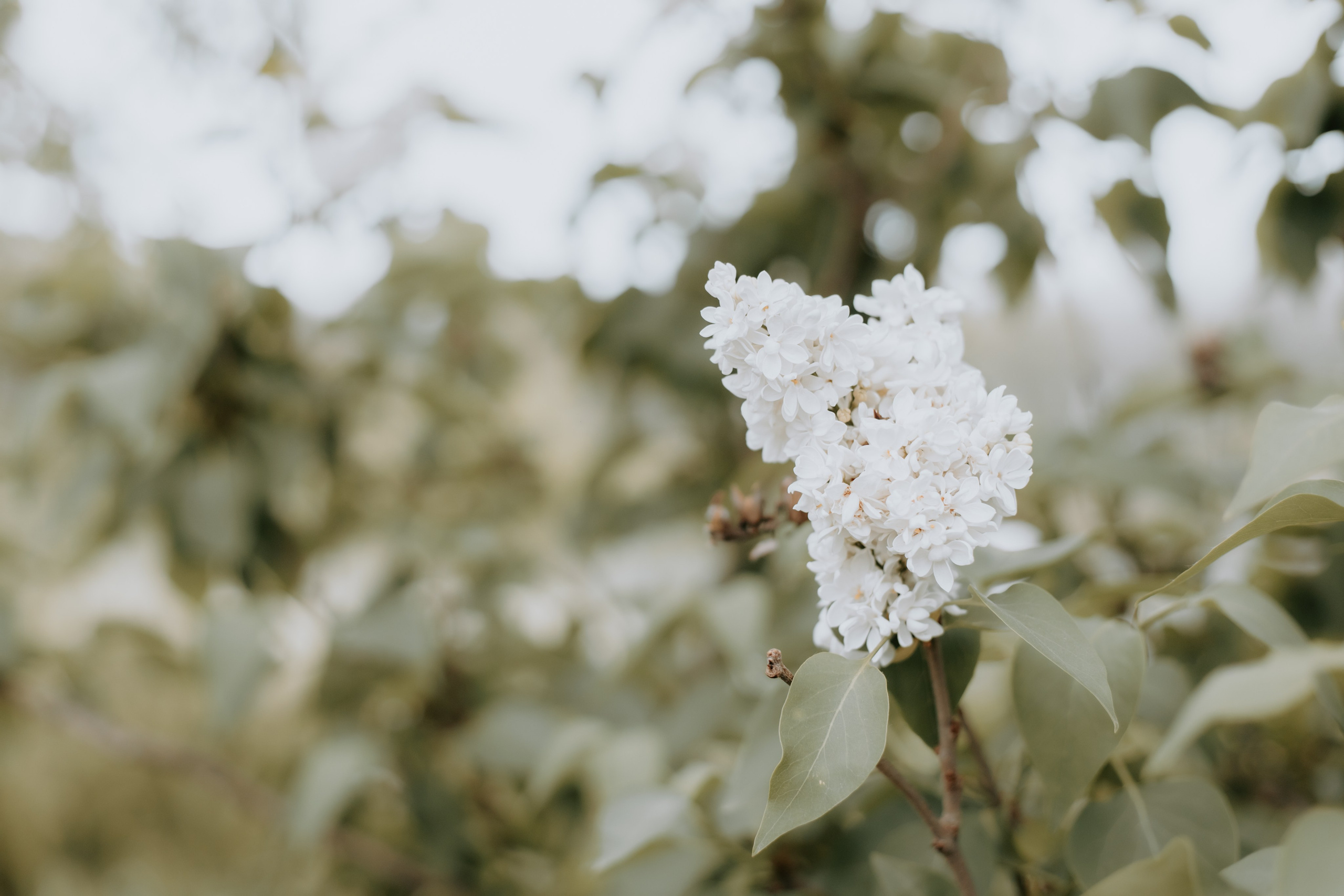 Sedinta foto cununie civila. Stefan Teodorescu — Fotograf de Nunta