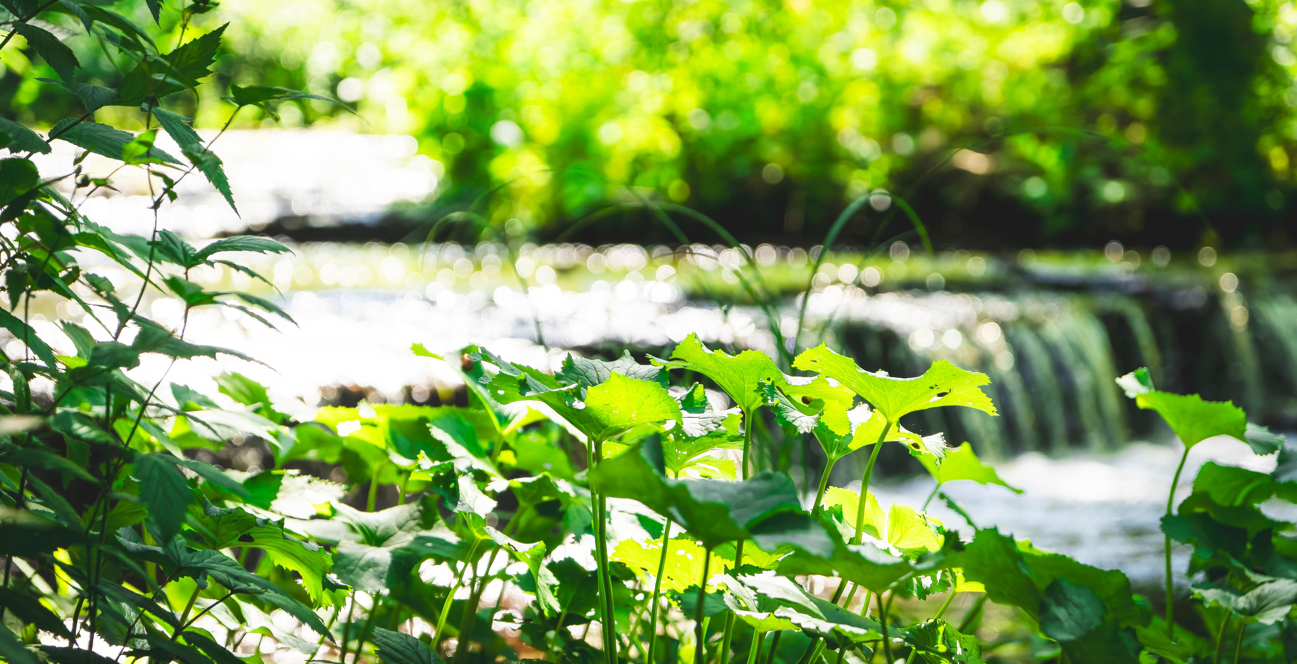Jalgrattasõti, Klooga-Laagri (Kostja S. ja Ilja). Nebula 25 — Fotod teie hingele