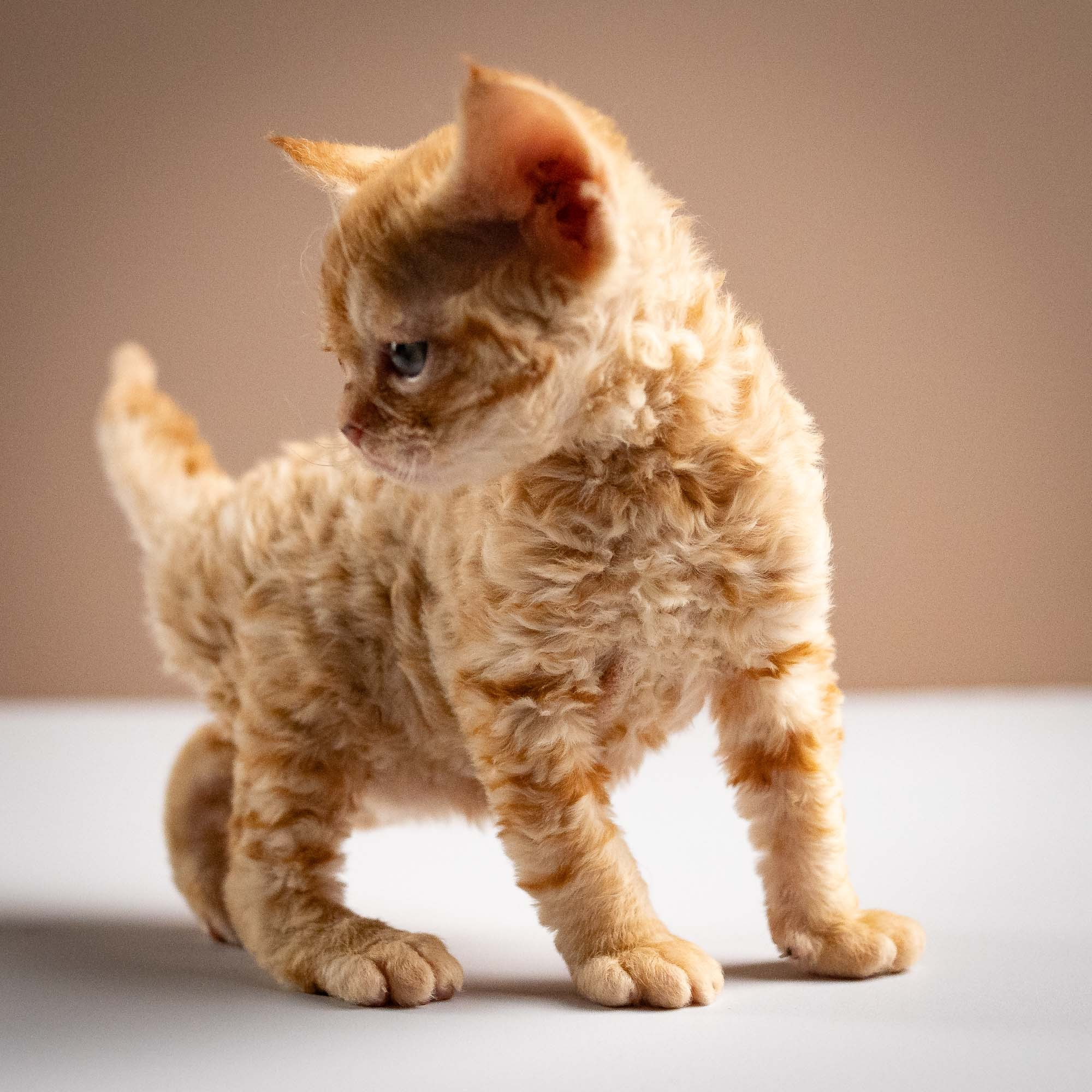 Piper, girl, born 02.11.26. Devon Rex Pixie Cattery