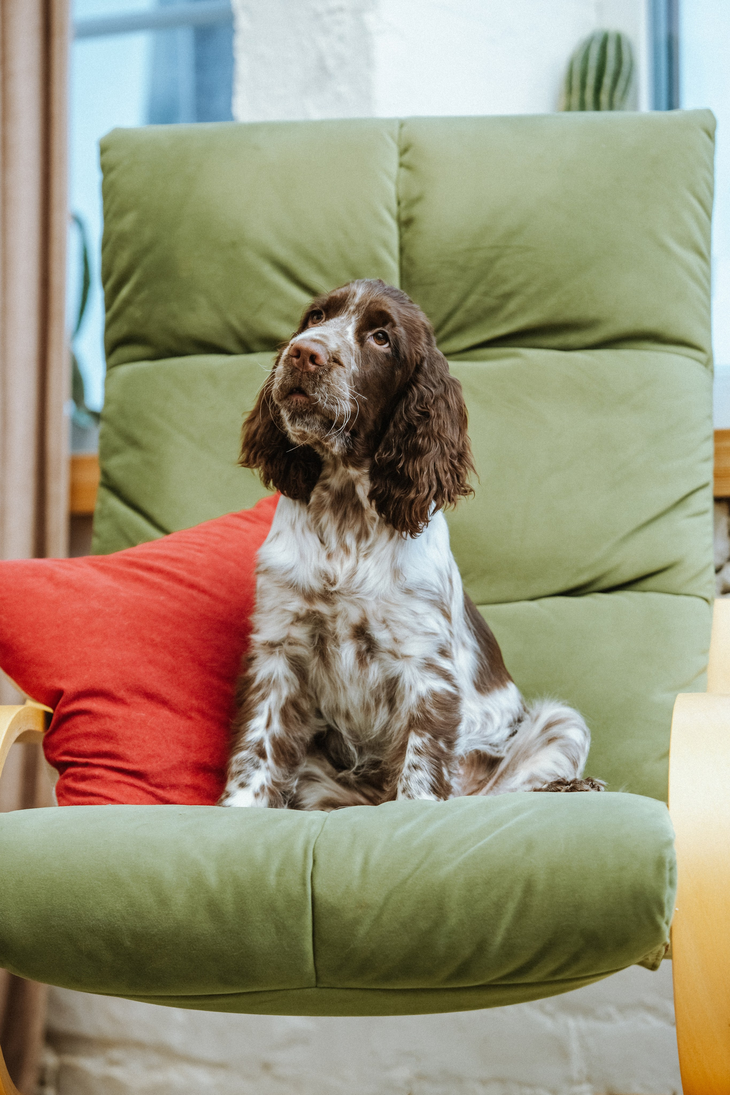 English Springer Spaniel female show movement