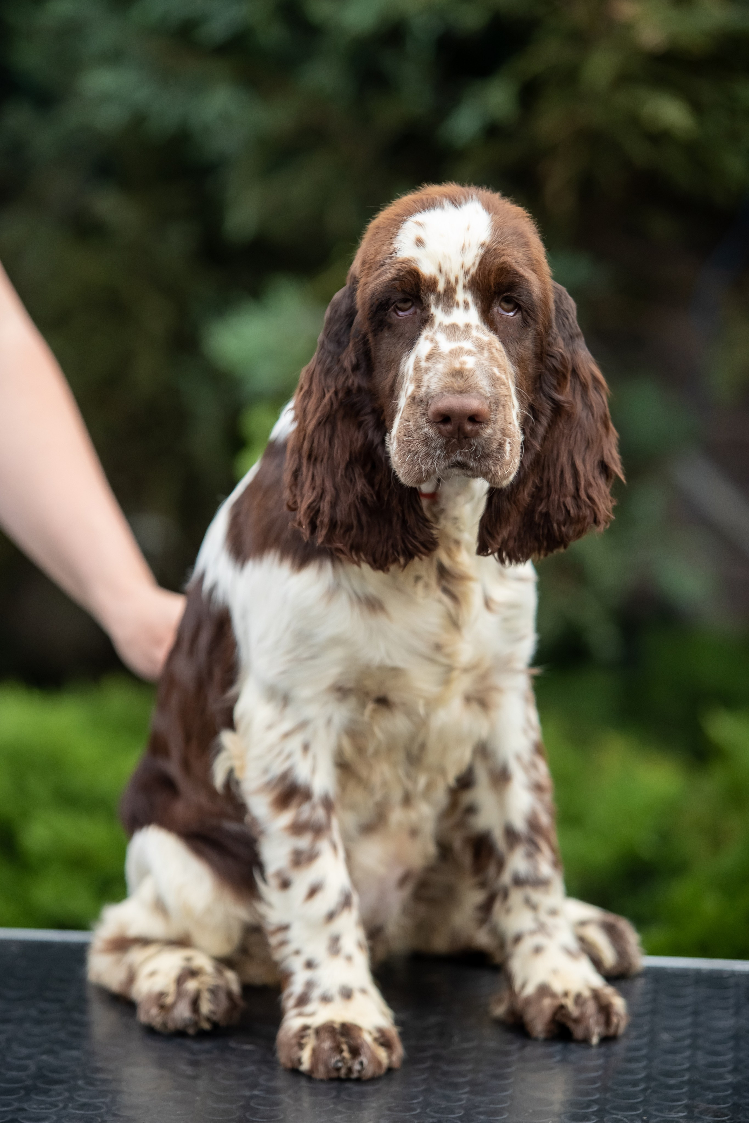 Female — Red collar ❤️. Website of the titled stud dog of the Springer Spaniel breed