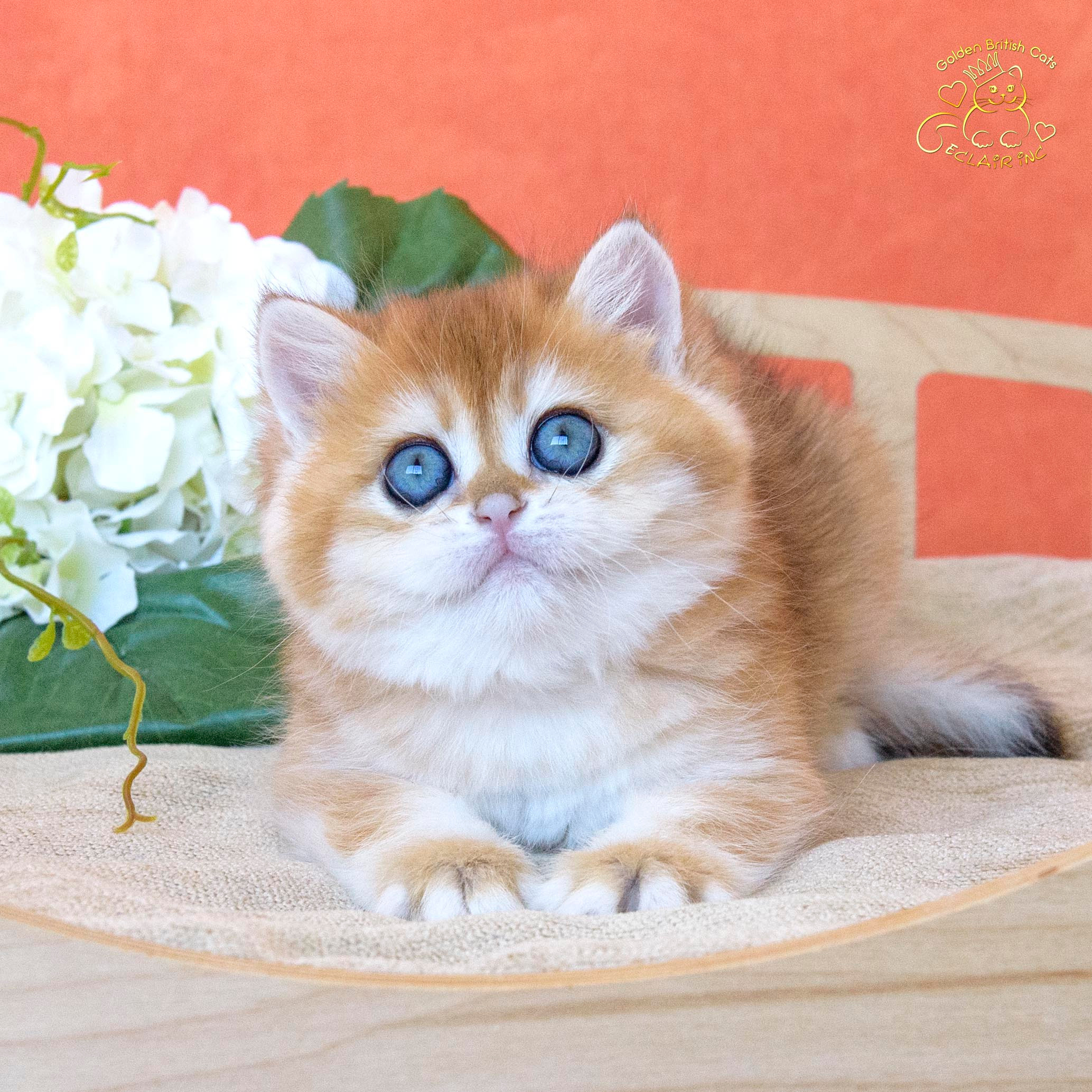 Εκτροφειο βρετανικης κοντότριχης γατας στην Ελλαδα, εκτροφείο βρετανικής κοντότριχης γάτας στην Αθήνα, εκτροφειο british shorthair Αθηνα, βρετανικη κοντοτριχη τσιντσιλα, χρυση βρετανική γάτα, βρετανική κοντότριχη γάτα με pedigree, βρετανική κοντότριχη γάτα τιμή, βρετανική μακρύτριχη γάτα, εκτροφείο βρετανικής κοντότριχης γάτας στην Κύπρο, βρετανική γάτα στην Κύπρο τιμή, χρυσή βρετανική γάτα στην Κύπρο, χρυσή βρετανική γάτα Λεμεσός