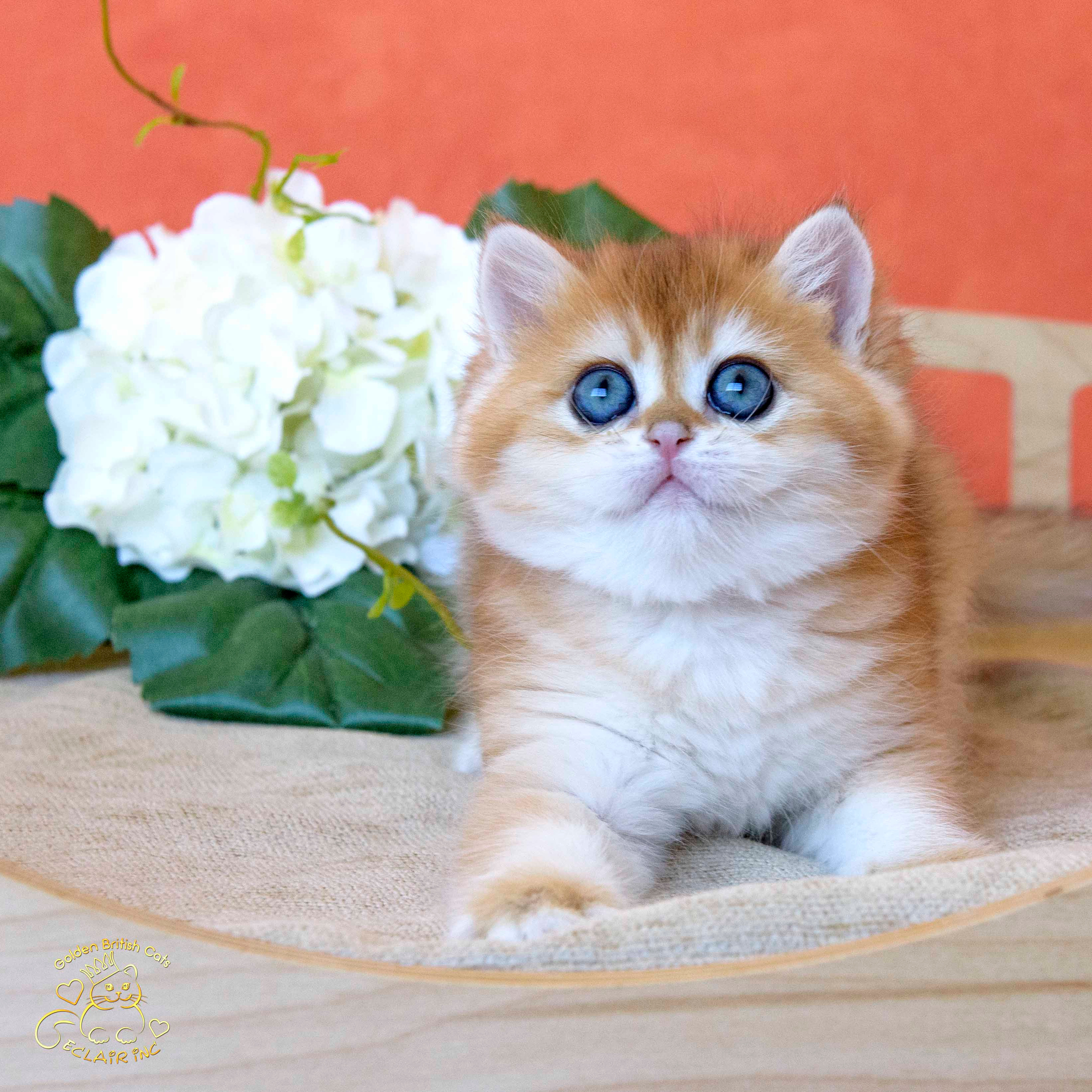 Εκτροφειο βρετανικης κοντότριχης γατας στην Ελλαδα, εκτροφείο βρετανικής κοντότριχης γάτας στην Αθήνα, εκτροφειο british shorthair Αθηνα, βρετανικη κοντοτριχη τσιντσιλα, χρυση βρετανική γάτα, βρετανική κοντότριχη γάτα με pedigree, βρετανική κοντότριχη γάτα τιμή, βρετανική μακρύτριχη γάτα, εκτροφείο βρετανικής κοντότριχης γάτας στην Κύπρο, βρετανική γάτα στην Κύπρο τιμή, χρυσή βρετανική γάτα στην Κύπρο, χρυσή βρετανική γάτα Λεμεσός