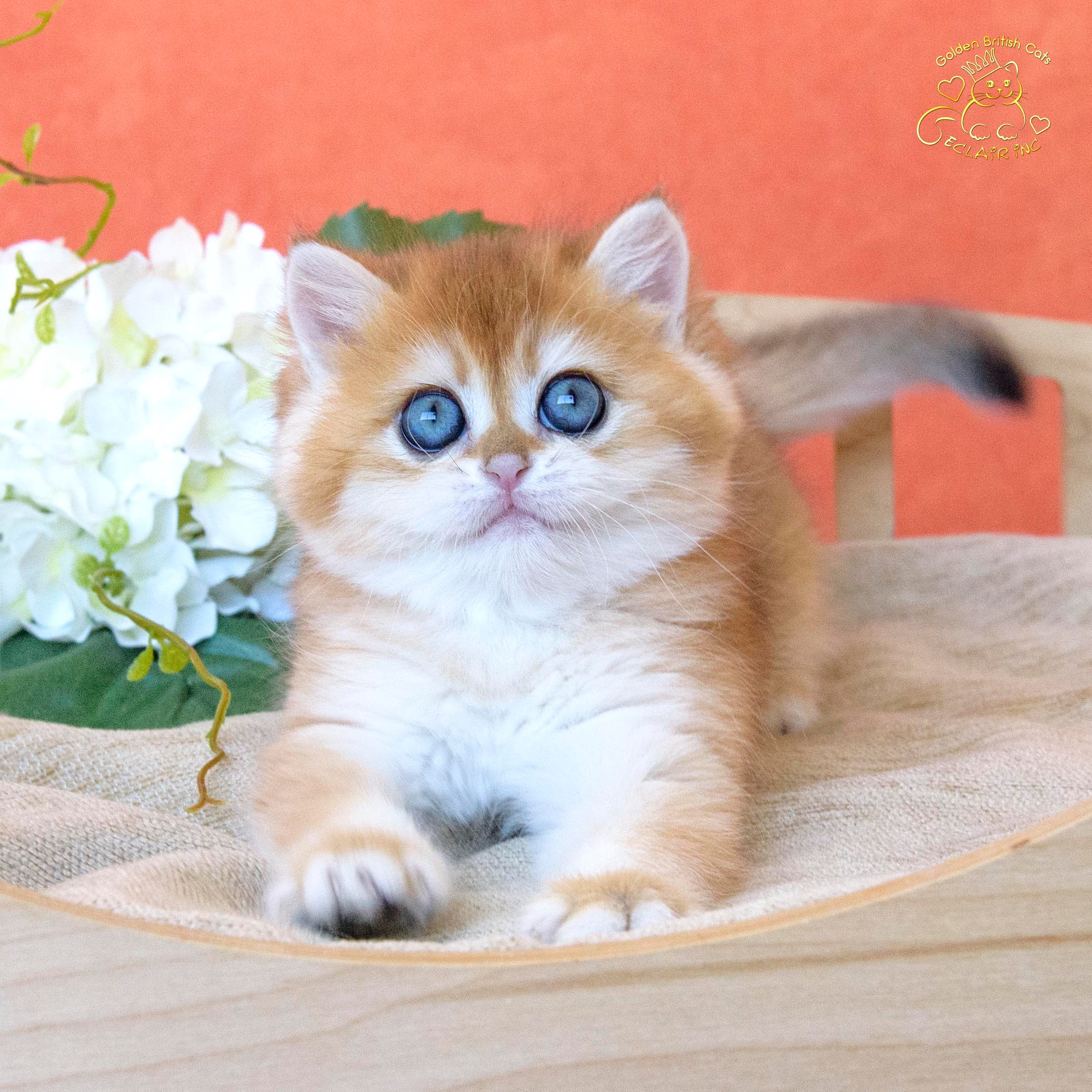 Εκτροφειο βρετανικης κοντότριχης γατας στην Ελλαδα, εκτροφείο βρετανικής κοντότριχης γάτας στην Αθήνα, εκτροφειο british shorthair Αθηνα, βρετανικη κοντοτριχη τσιντσιλα, χρυση βρετανική γάτα, βρετανική κοντότριχη γάτα με pedigree, βρετανική κοντότριχη γάτα τιμή, βρετανική μακρύτριχη γάτα, εκτροφείο βρετανικής κοντότριχης γάτας στην Κύπρο, βρετανική γάτα στην Κύπρο τιμή, χρυσή βρετανική γάτα στην Κύπρο, χρυσή βρετανική γάτα Λεμεσός