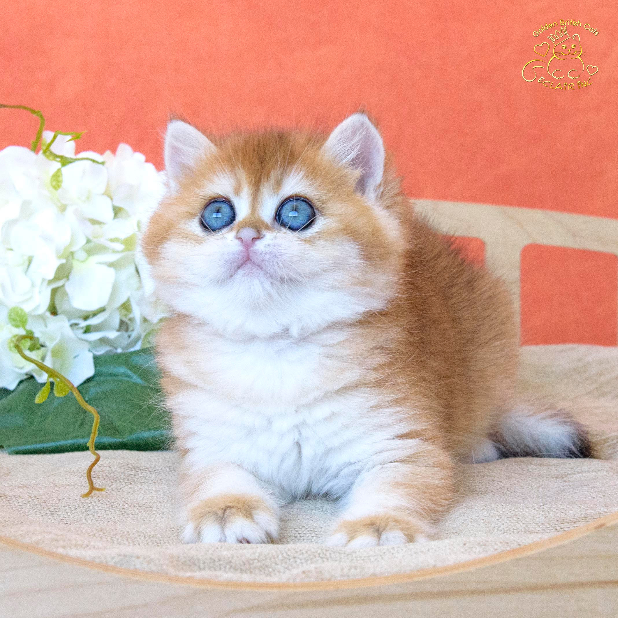 Εκτροφειο βρετανικης κοντότριχης γατας στην Ελλαδα, εκτροφείο βρετανικής κοντότριχης γάτας στην Αθήνα, εκτροφειο british shorthair Αθηνα, βρετανικη κοντοτριχη τσιντσιλα, χρυση βρετανική γάτα, βρετανική κοντότριχη γάτα με pedigree, βρετανική κοντότριχη γάτα τιμή, βρετανική μακρύτριχη γάτα, εκτροφείο βρετανικής κοντότριχης γάτας στην Κύπρο, βρετανική γάτα στην Κύπρο τιμή, χρυσή βρετανική γάτα στην Κύπρο, χρυσή βρετανική γάτα Λεμεσός