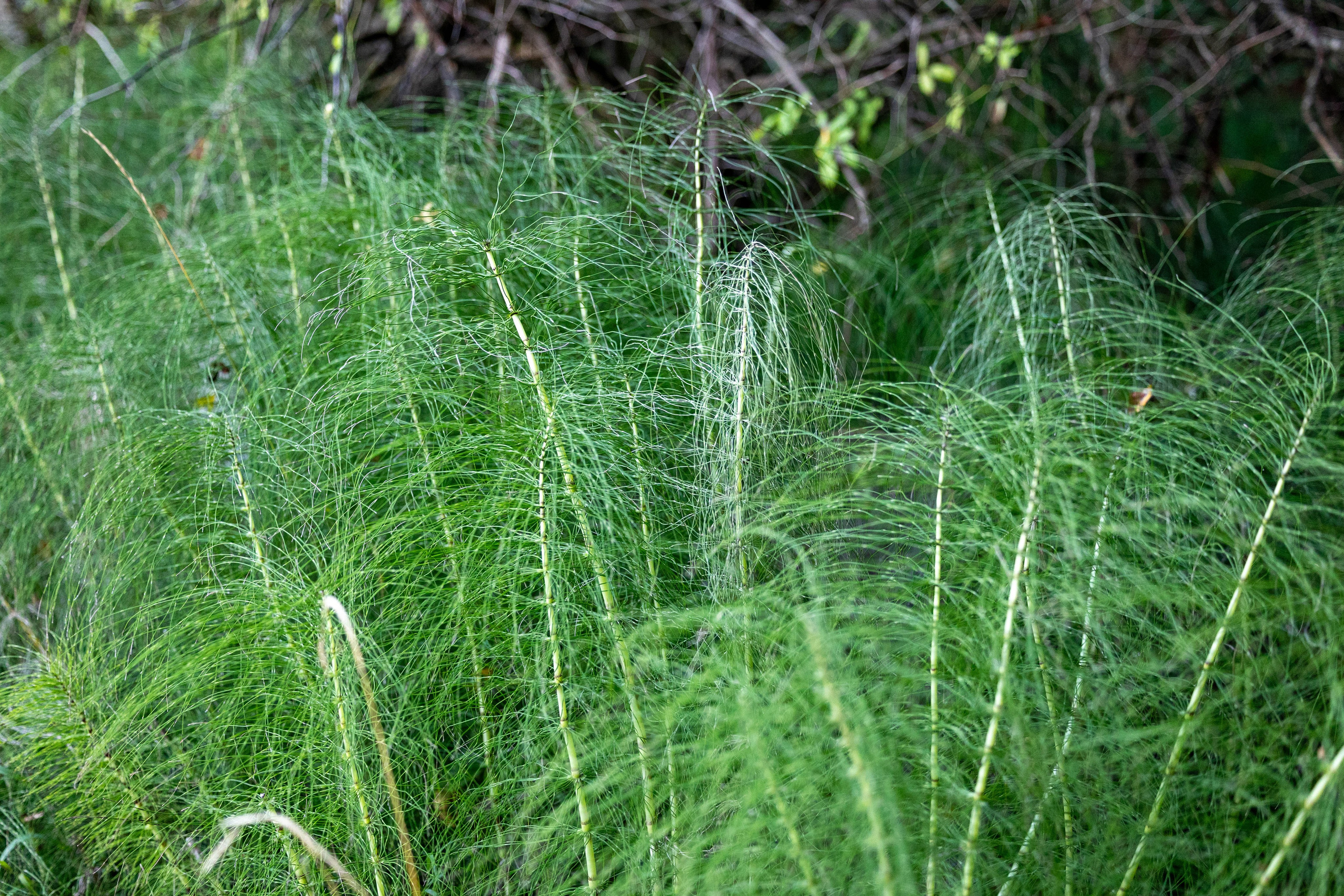 Efterår. Fotograf Aarhus | Portrætfoto Århus | Flotte billeder