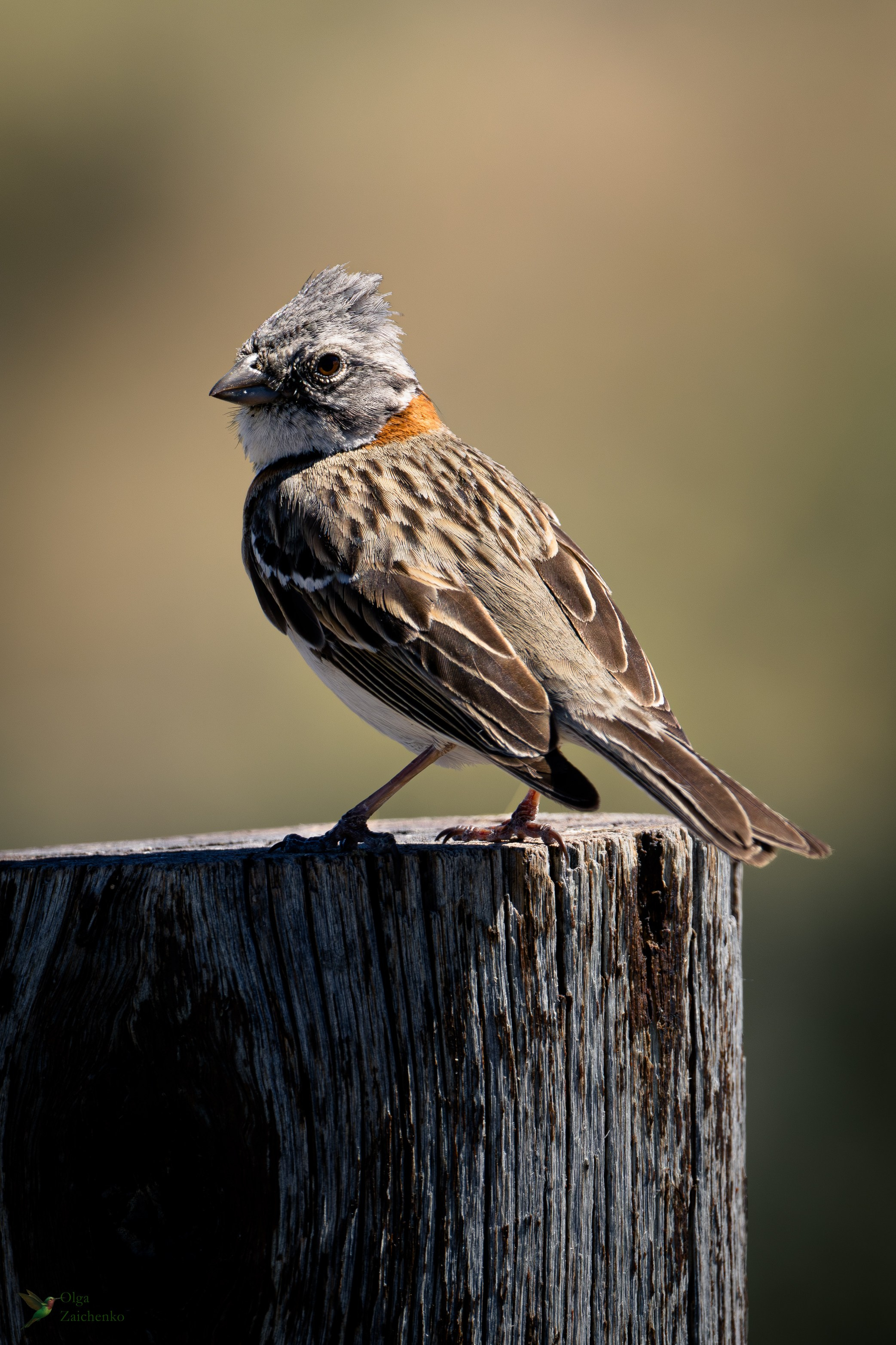 Рыжегрудая зонотрихия