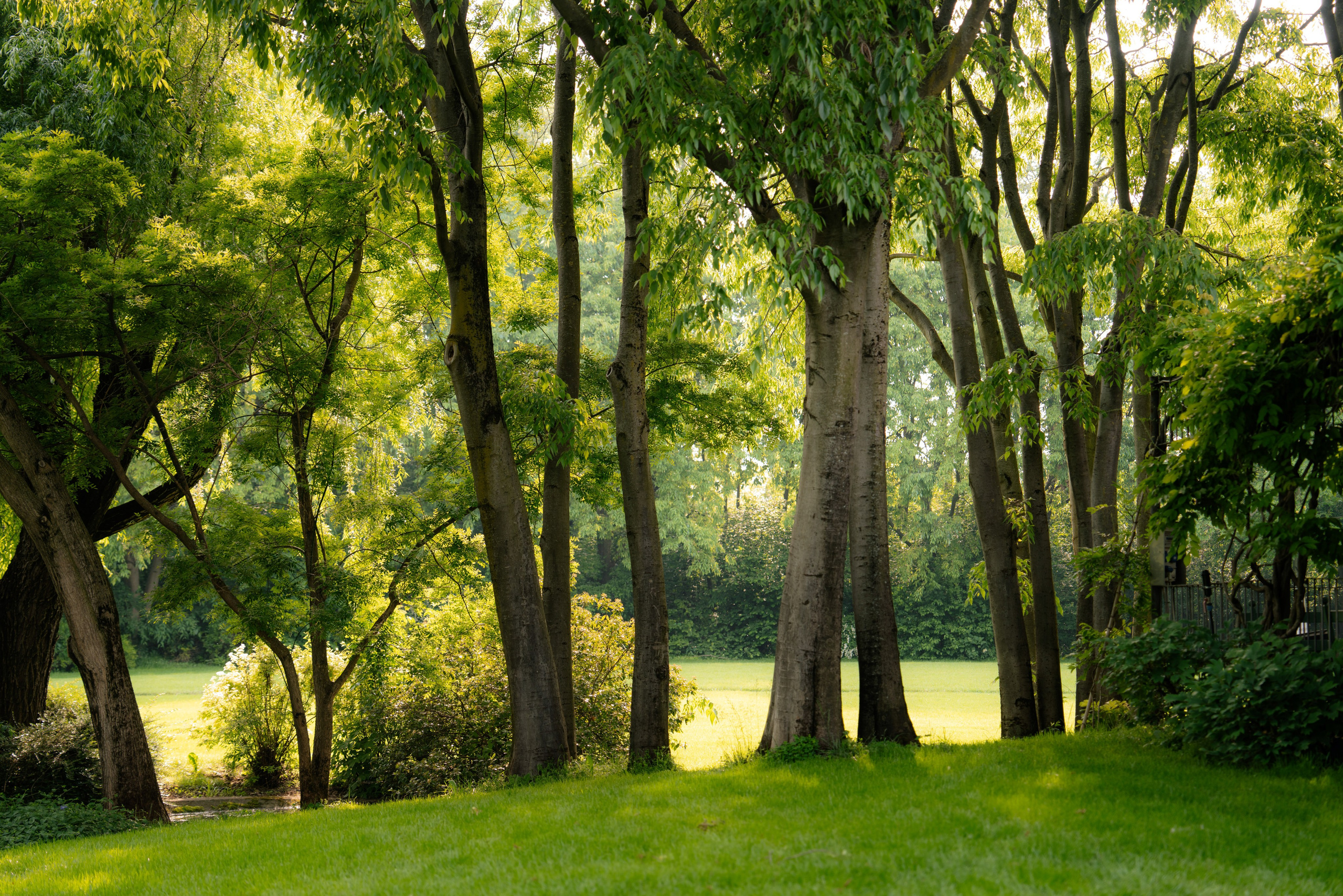 Adele Mari. Studio Timis