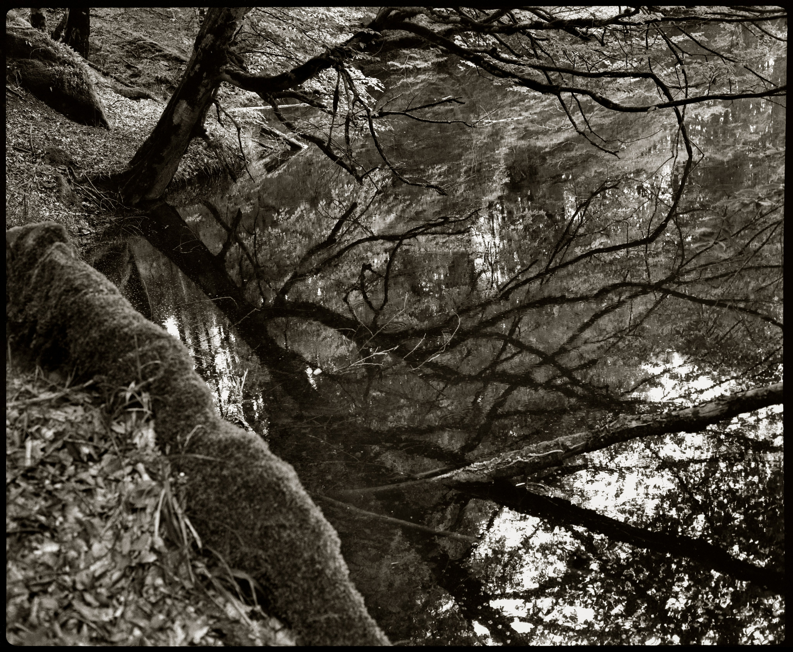 NATURE. Www.sananaleskerov.com