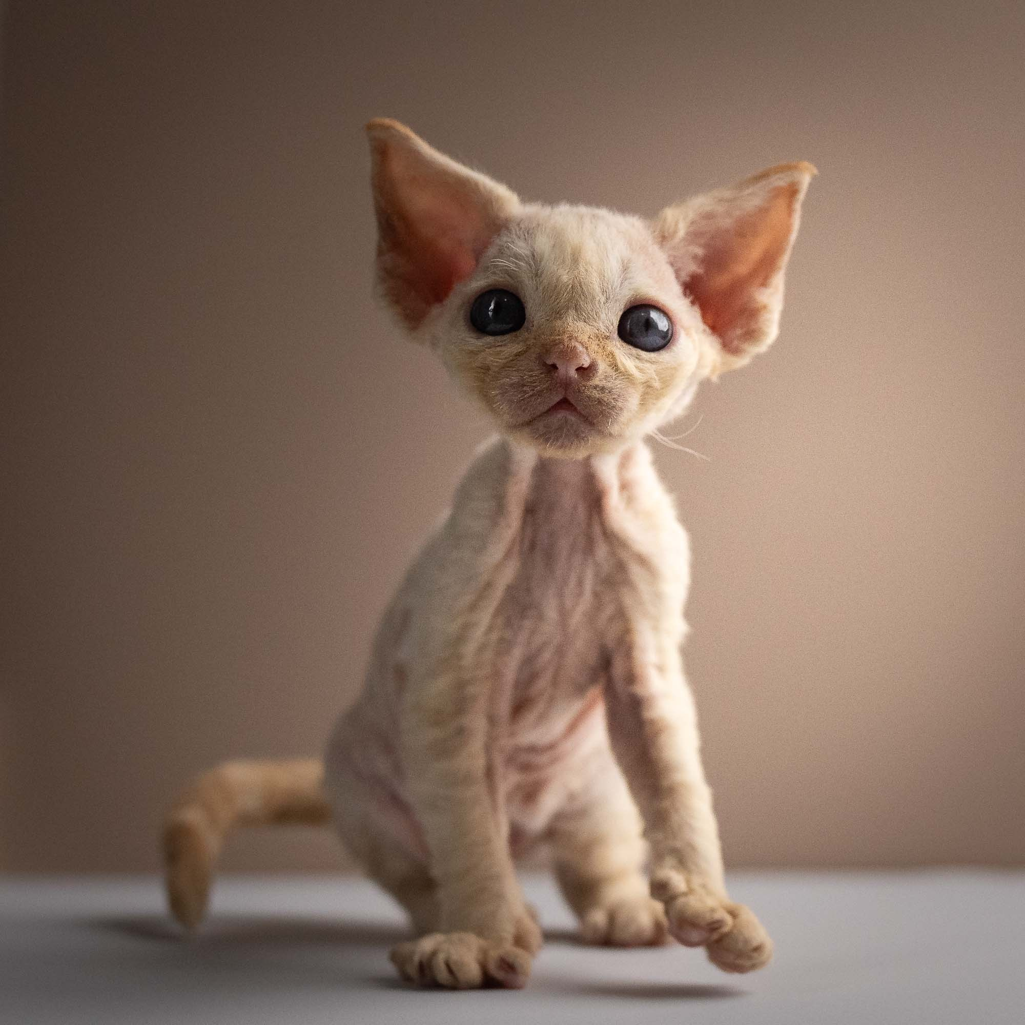 Rafael, boy, born 05.08.26. Devon Rex Pixie Cattery