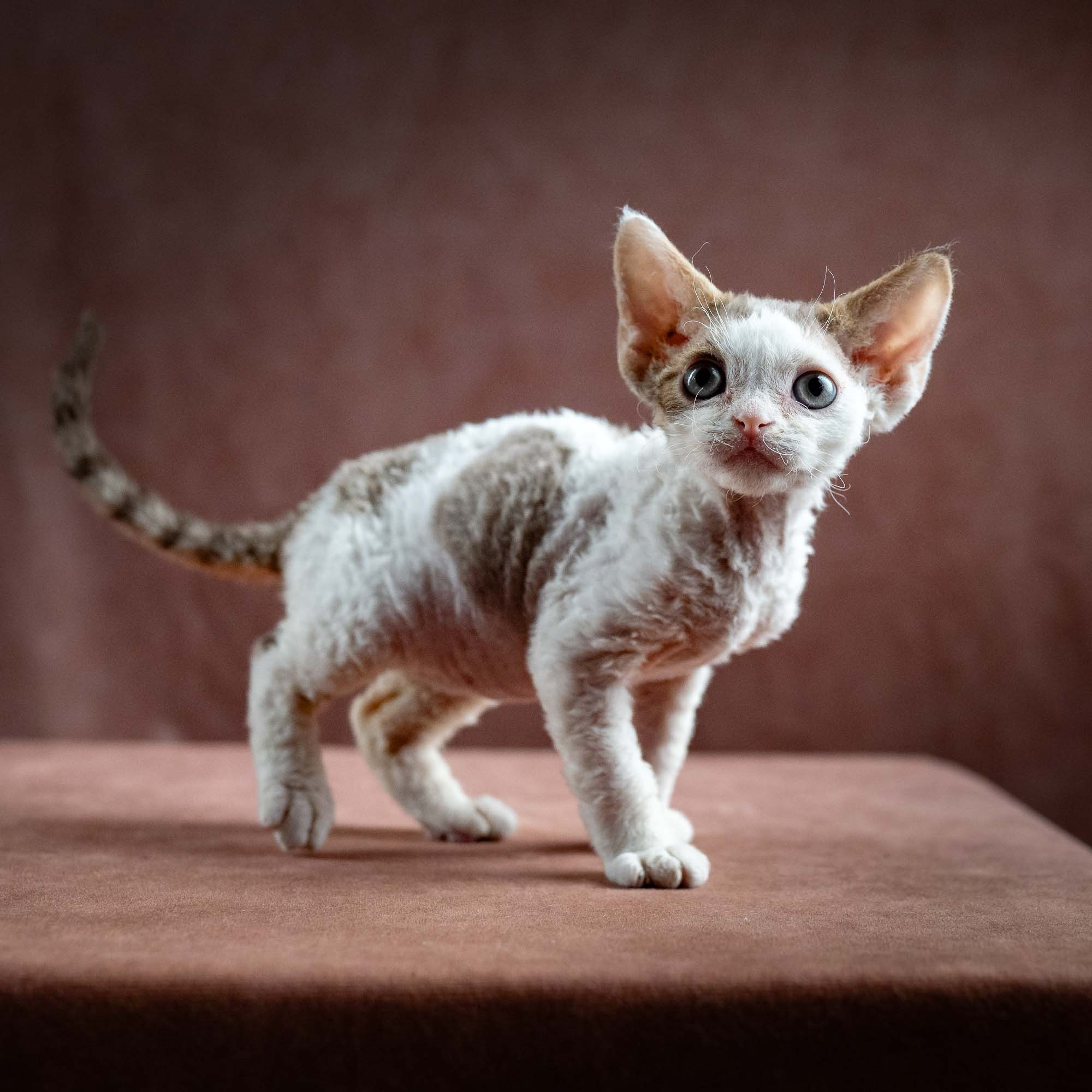 Hector,  boy, born 04.20.25. Devon Rex Pixie Cattery