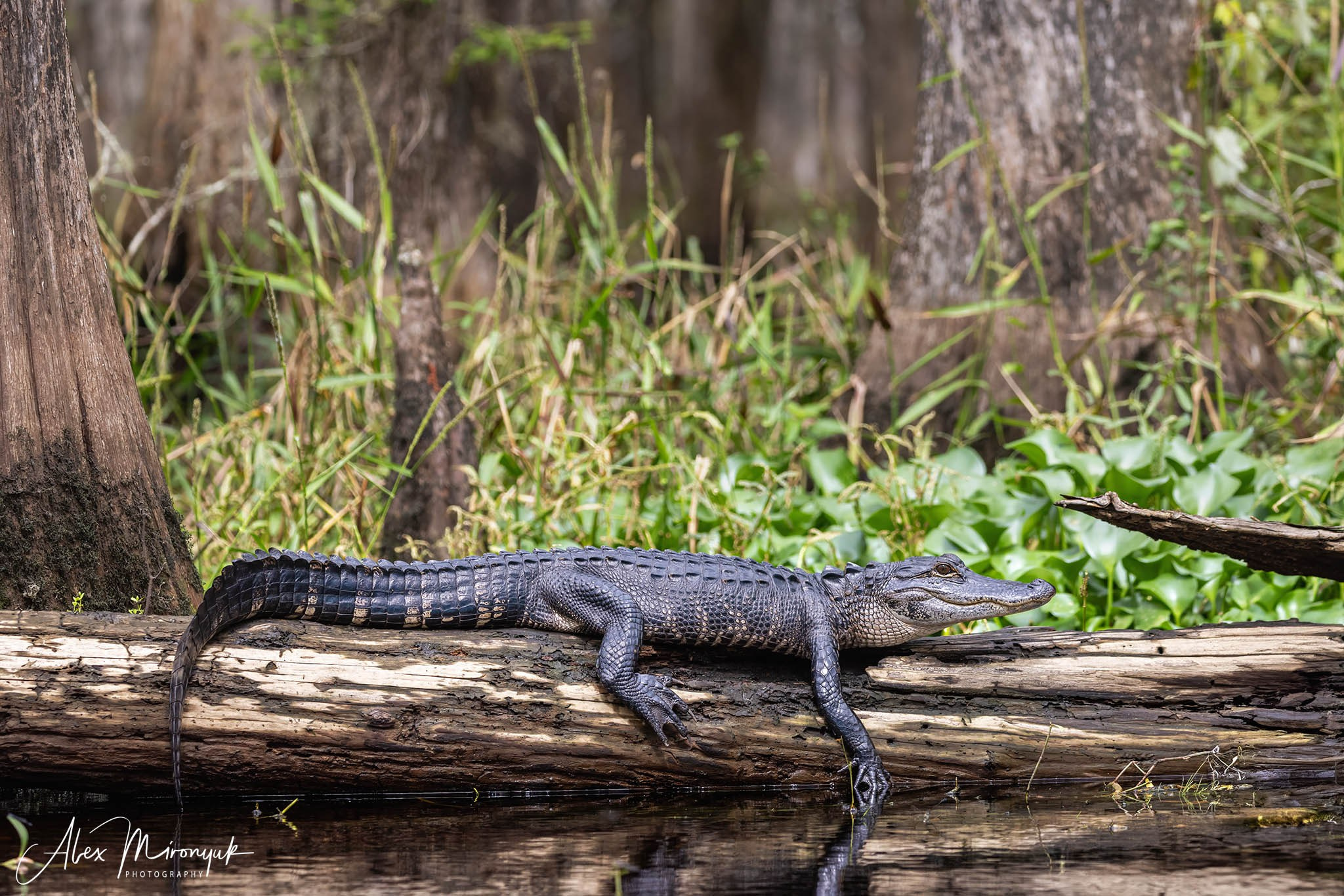 Exploring True Florida: Springs, Rivers & Manatees by Canoe. Pet, Senior, Landscape, portrait studio, photographer in Miami and Sou