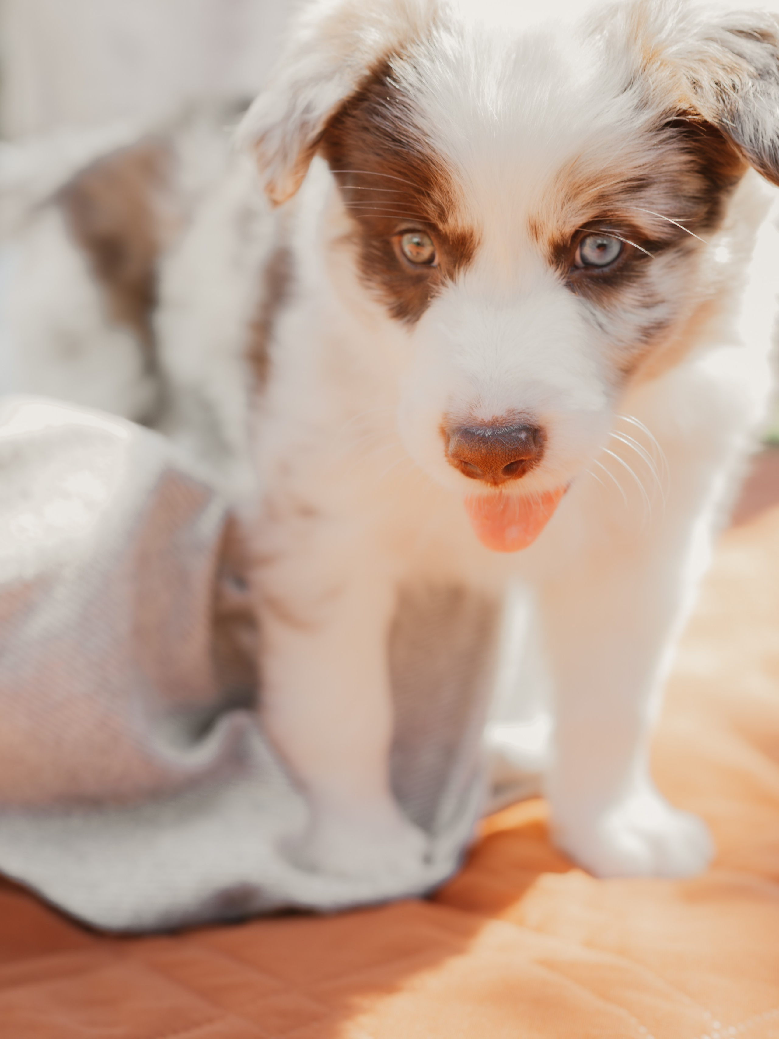 Goldies Collies — Pups. Natural and candid photography Jean Santiago