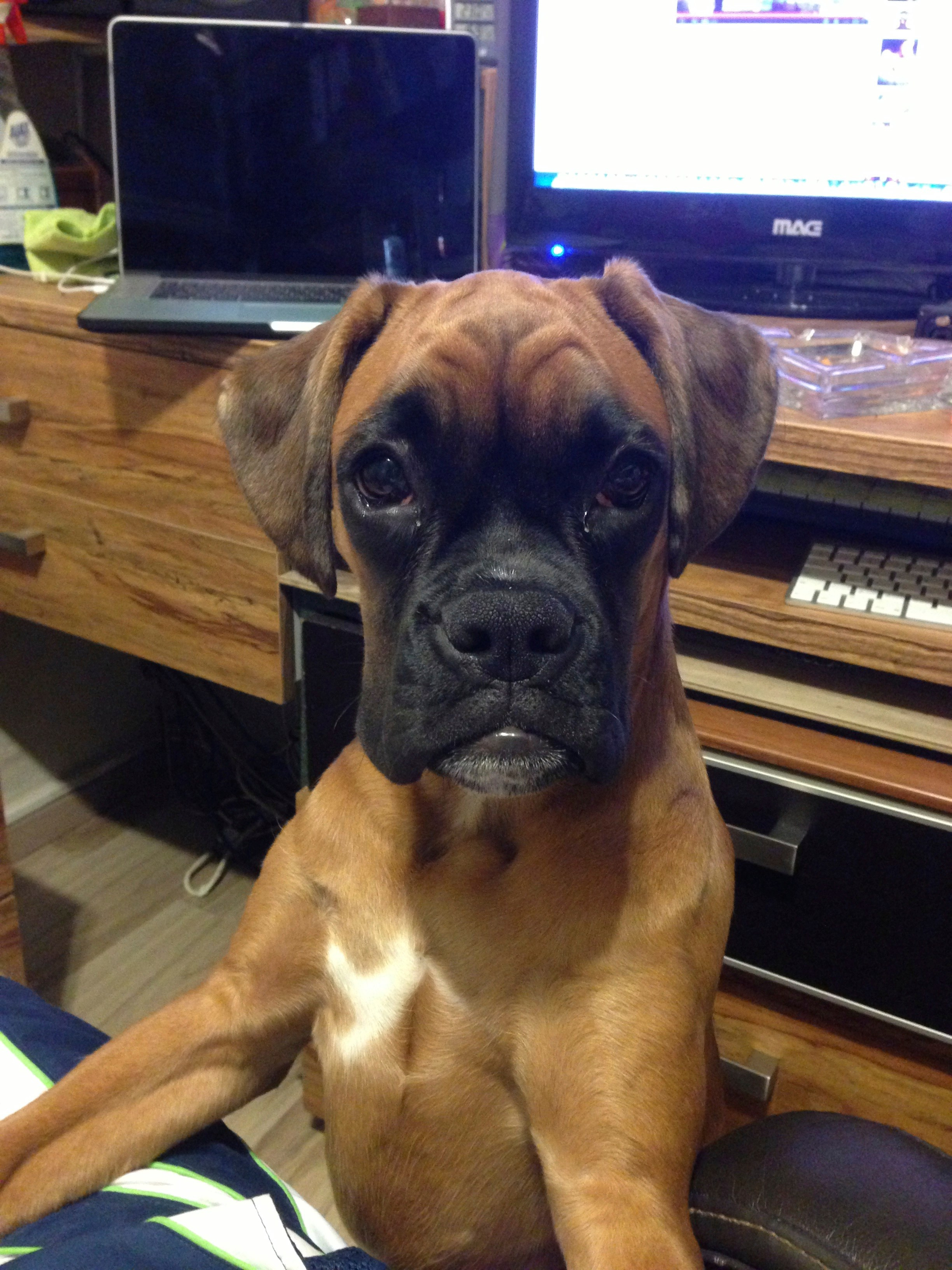 My ״Star״ Boxer Dog