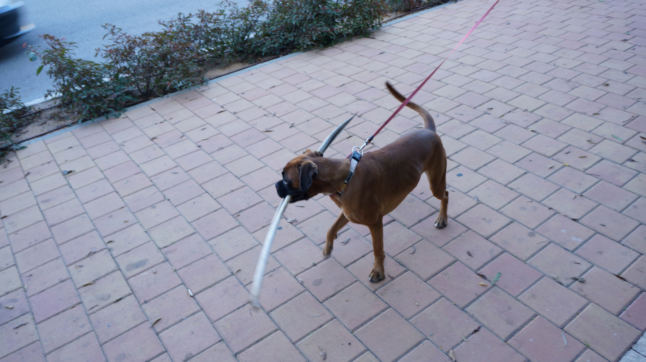 My ״Star״ Boxer Dog