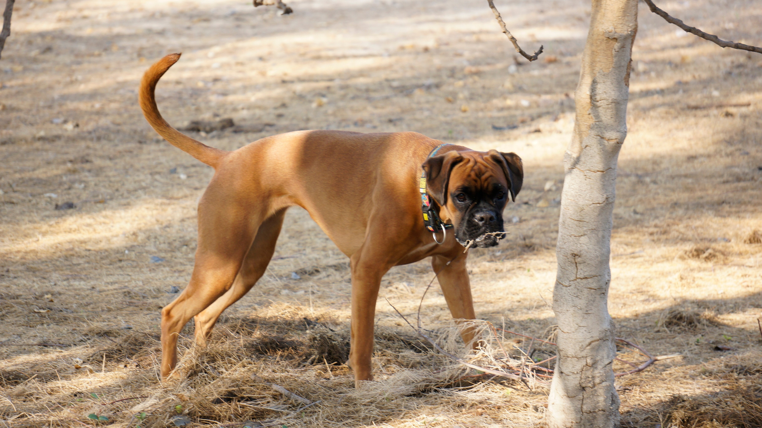 My ״Star״ Boxer Dog
