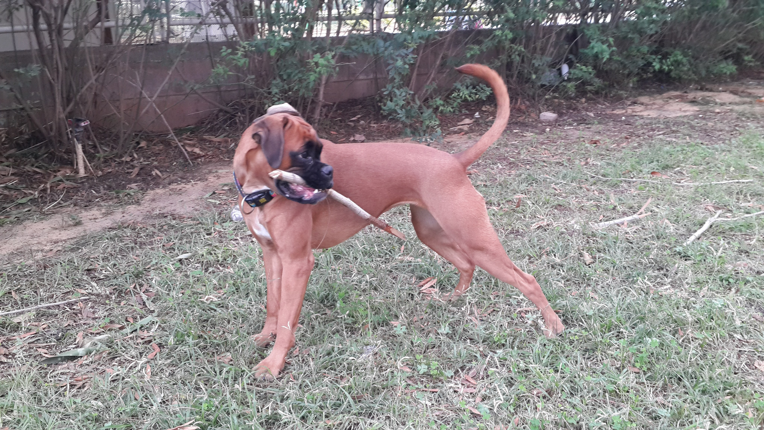 My ״Star״ Boxer Dog