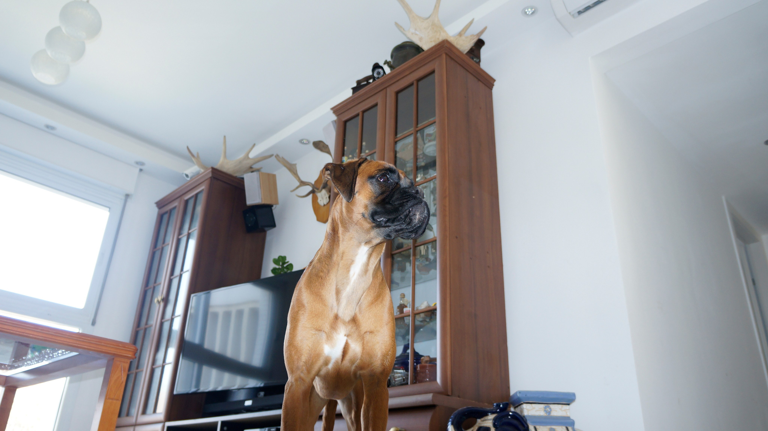 My ״Star״ Boxer Dog