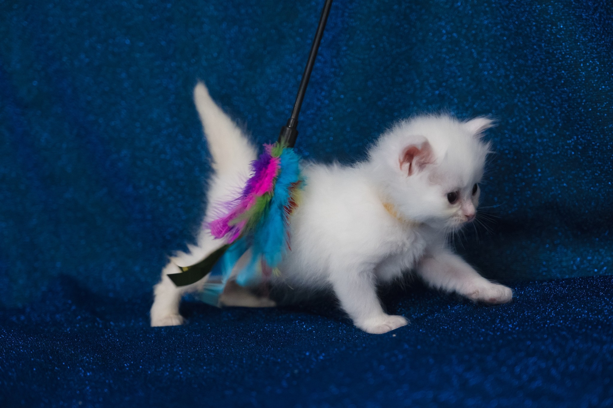 N-Baryona. SIBERIALIS: Katzenzucht von Sibirischen und Neva Masquarade Katzen
