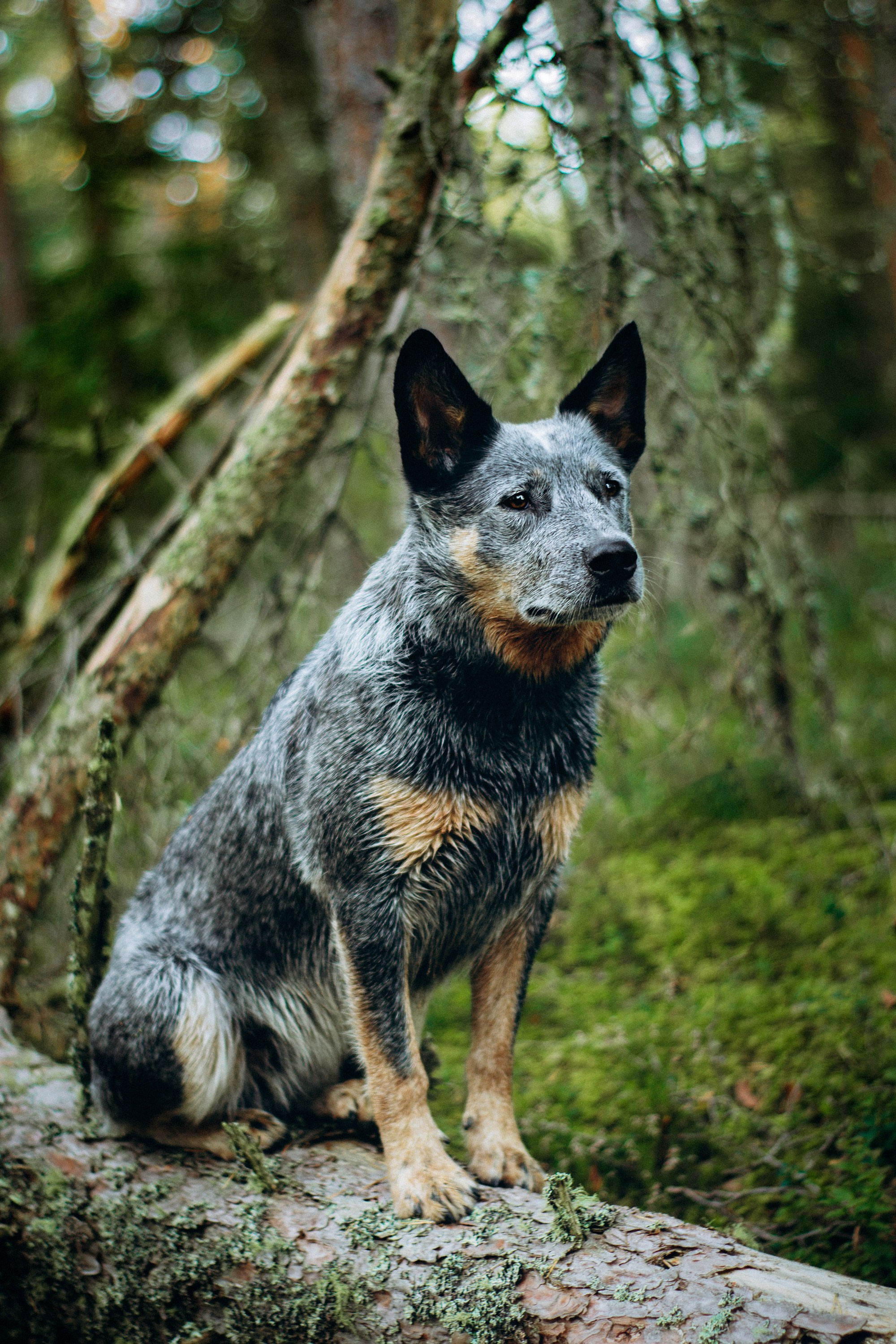Dakota, Australian Cattle Dog. Kat Laisaar — Pet photographer in Tallinn