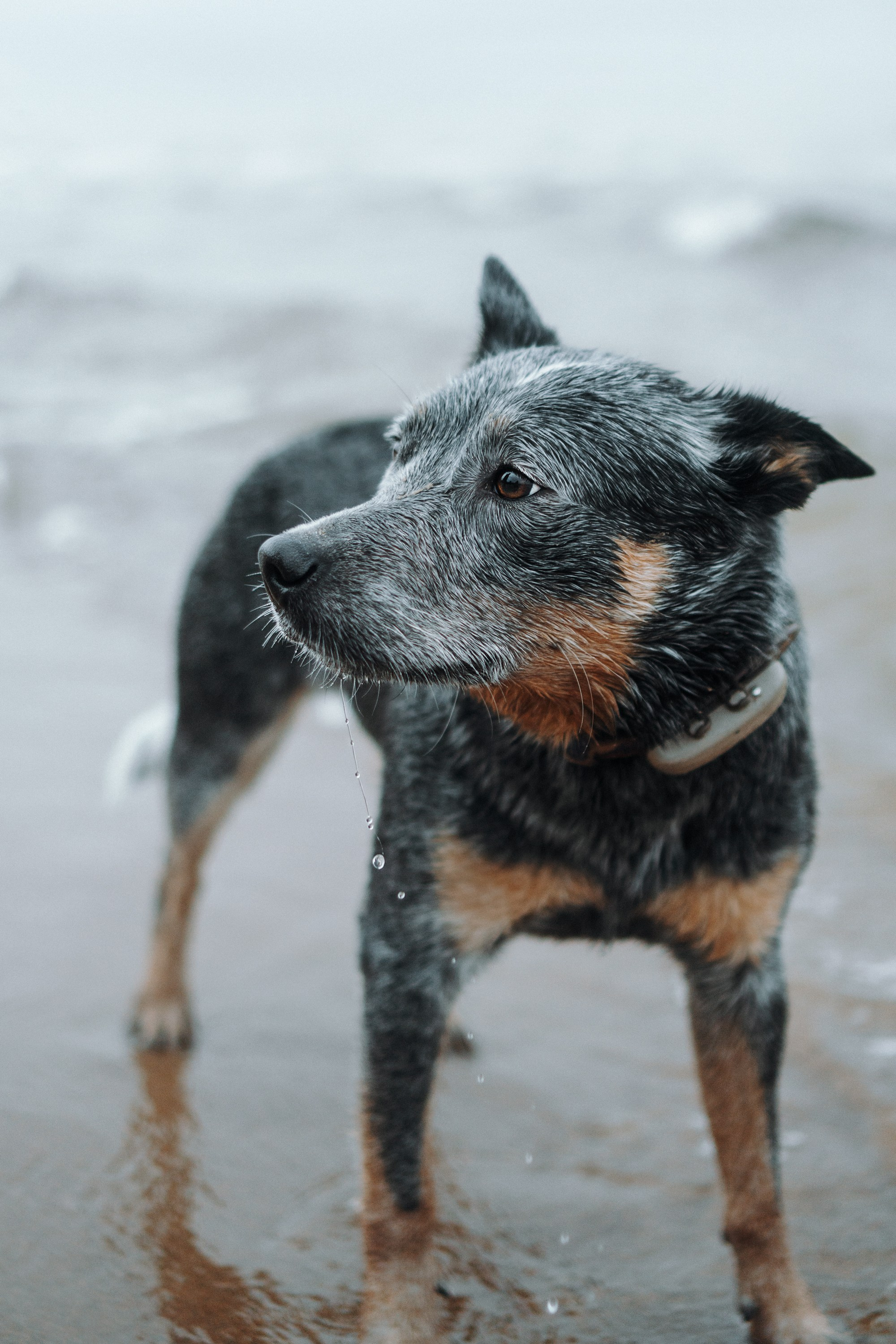 Polina and her Dakota, Australian Cattle Dog. Kat Laisaar — Pet photographer in Tallinn
