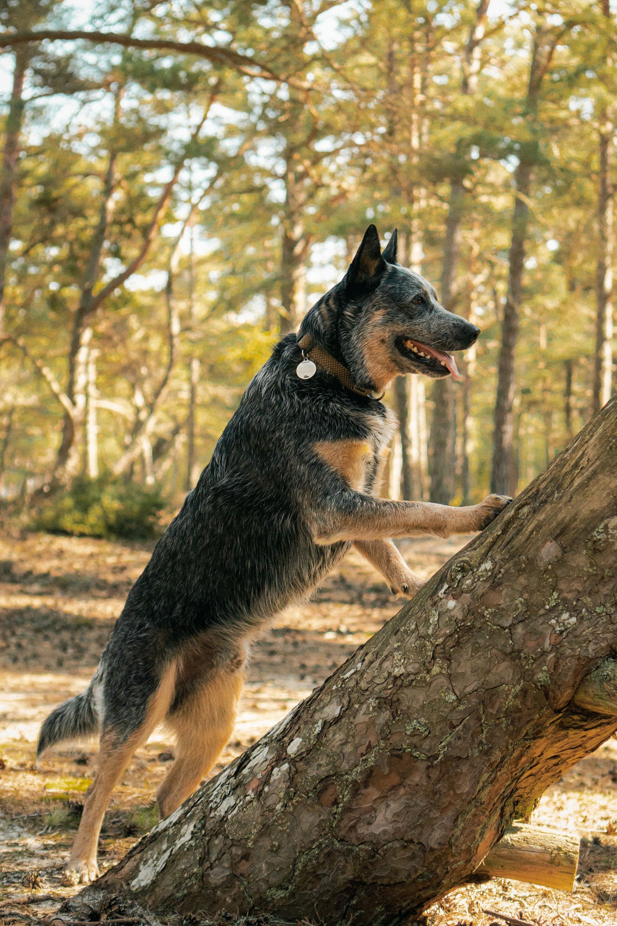 Oskar, Maria & Dmitrii. Kat Laisaar — Pet photographer in Tallinn