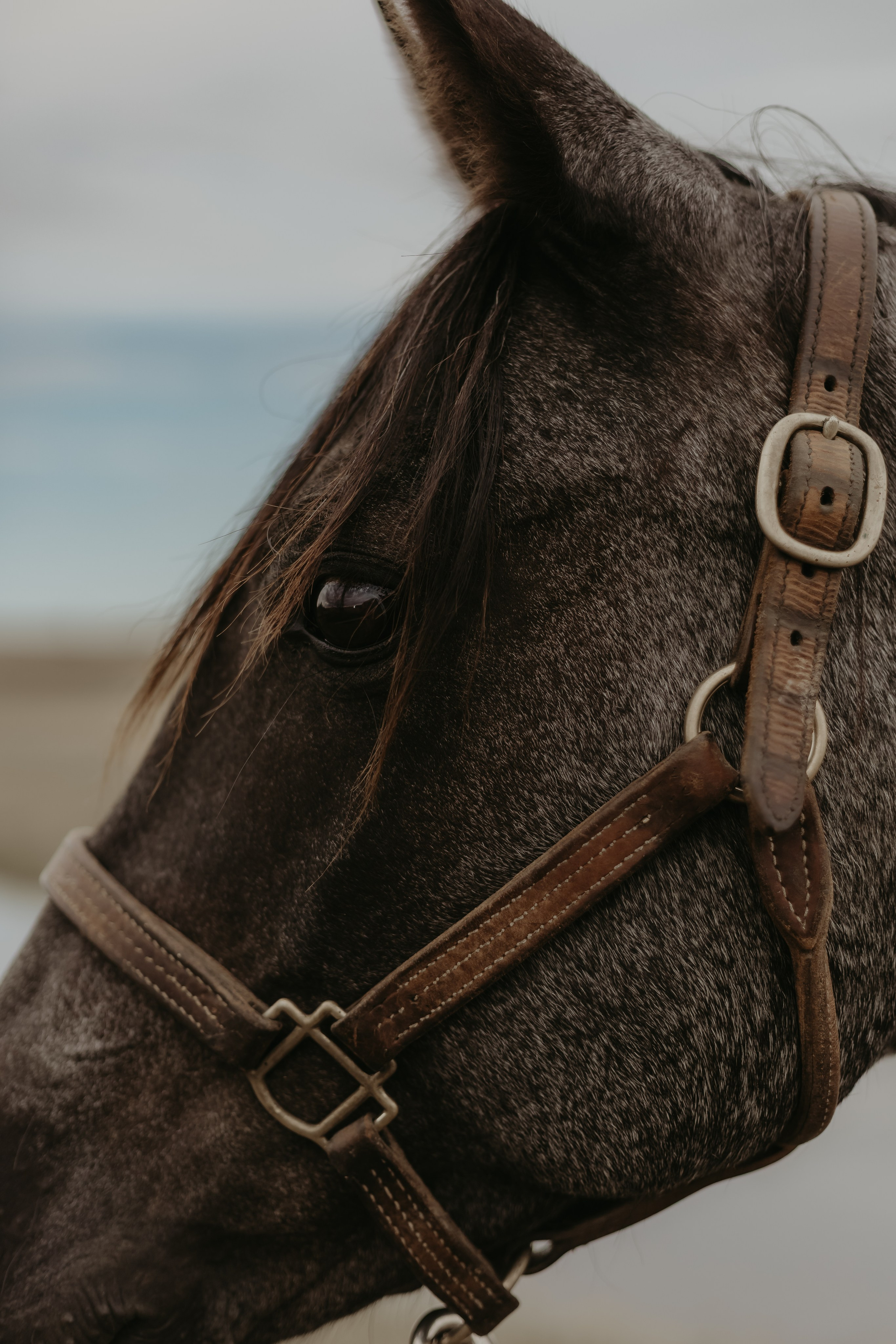 Queen Rodeo. Photography Vanessa Brits