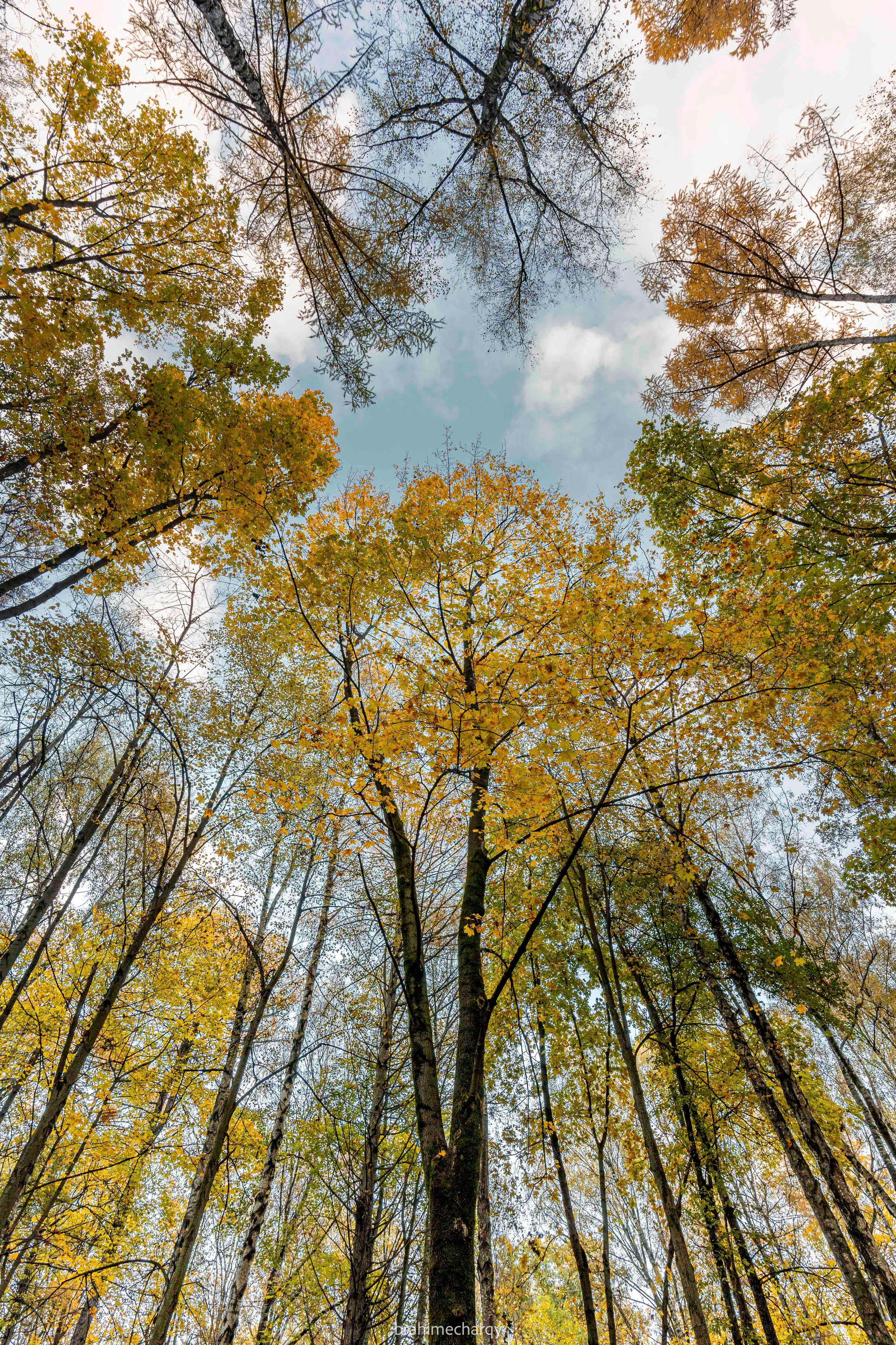 Фото. Брахим — фотограф