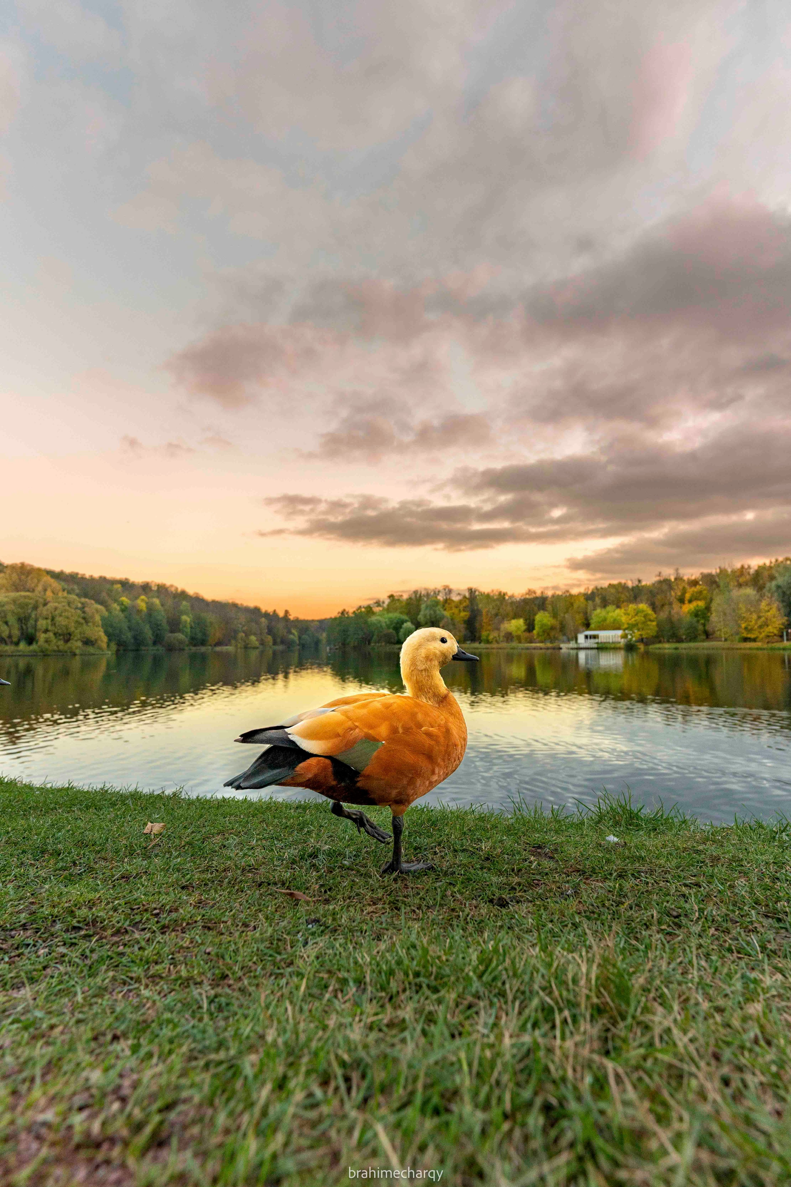 Фото. Брахим — фотограф