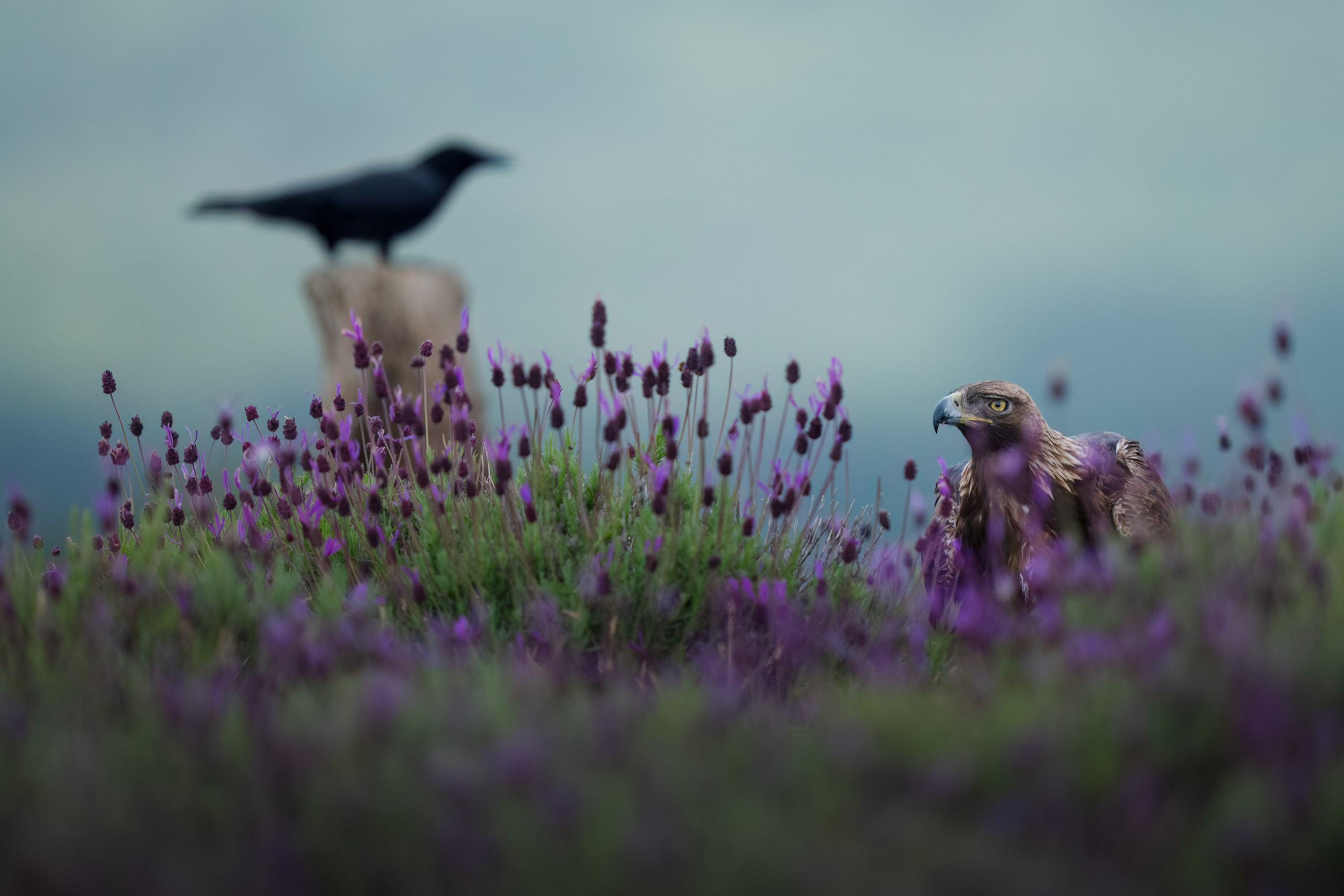 GALLERY. Fine art wildlife photographer Alexandra Surkova